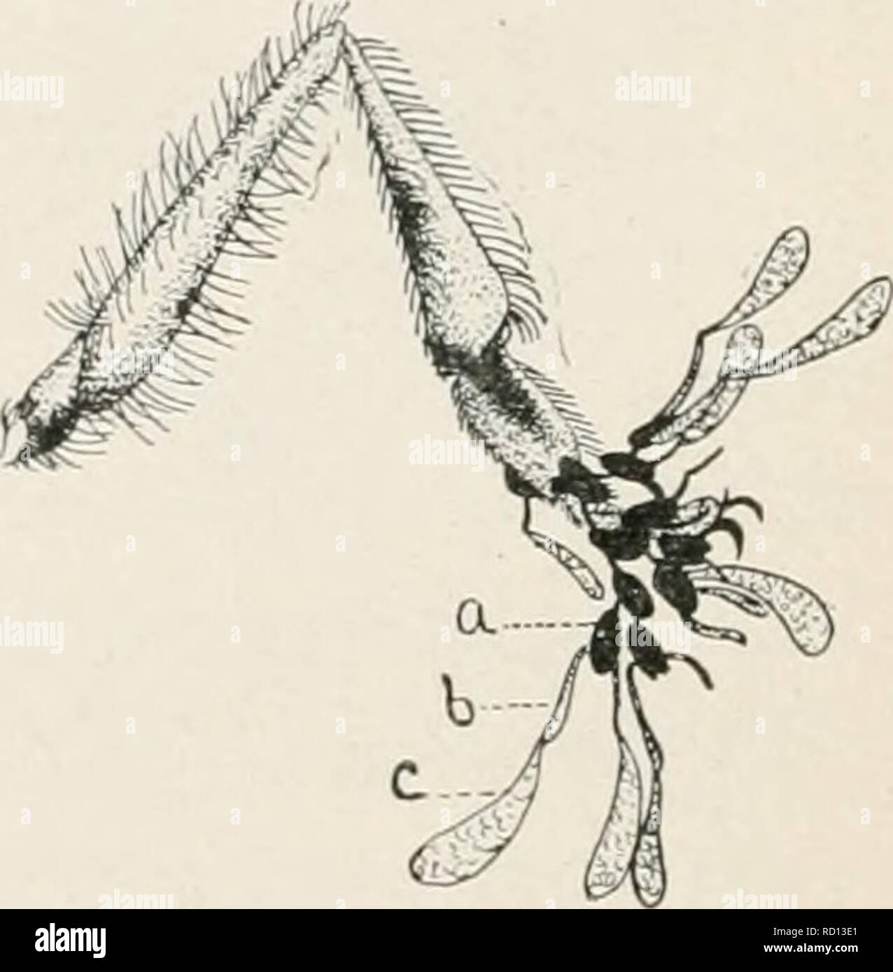 . Elementary studies in insect life. Insects. FIG. 96. Pollen-masses attached to leg of bee. a, central body (cor- FIG. 95. Leg of insect pusculum); 6, band (or retinaculum) with small chain of corpus- joining pollen-mass to central body; cula. Photographed from c, pollen-mass (pollinium). Drawn nature by W. C. Stevens. from nature. retinaculum. This serves to catch other corpuscula rest- ing in their natural positions, so that we can frequently find insects that have continued their visits, bearing a whole chain of these corpuscula attached to a claw or some part of the leg. (Fig. 05.) Many i Stock Photo
