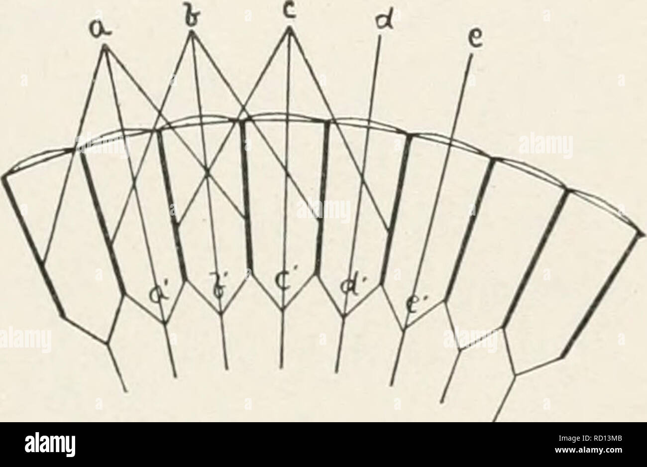 Elementary studies in insect life. Insects. THE SPECIAL SEXSES. Many larval  forms, such as caterpillars and others which move about in quest of food,  possess simple eyes in varied numbers. Just