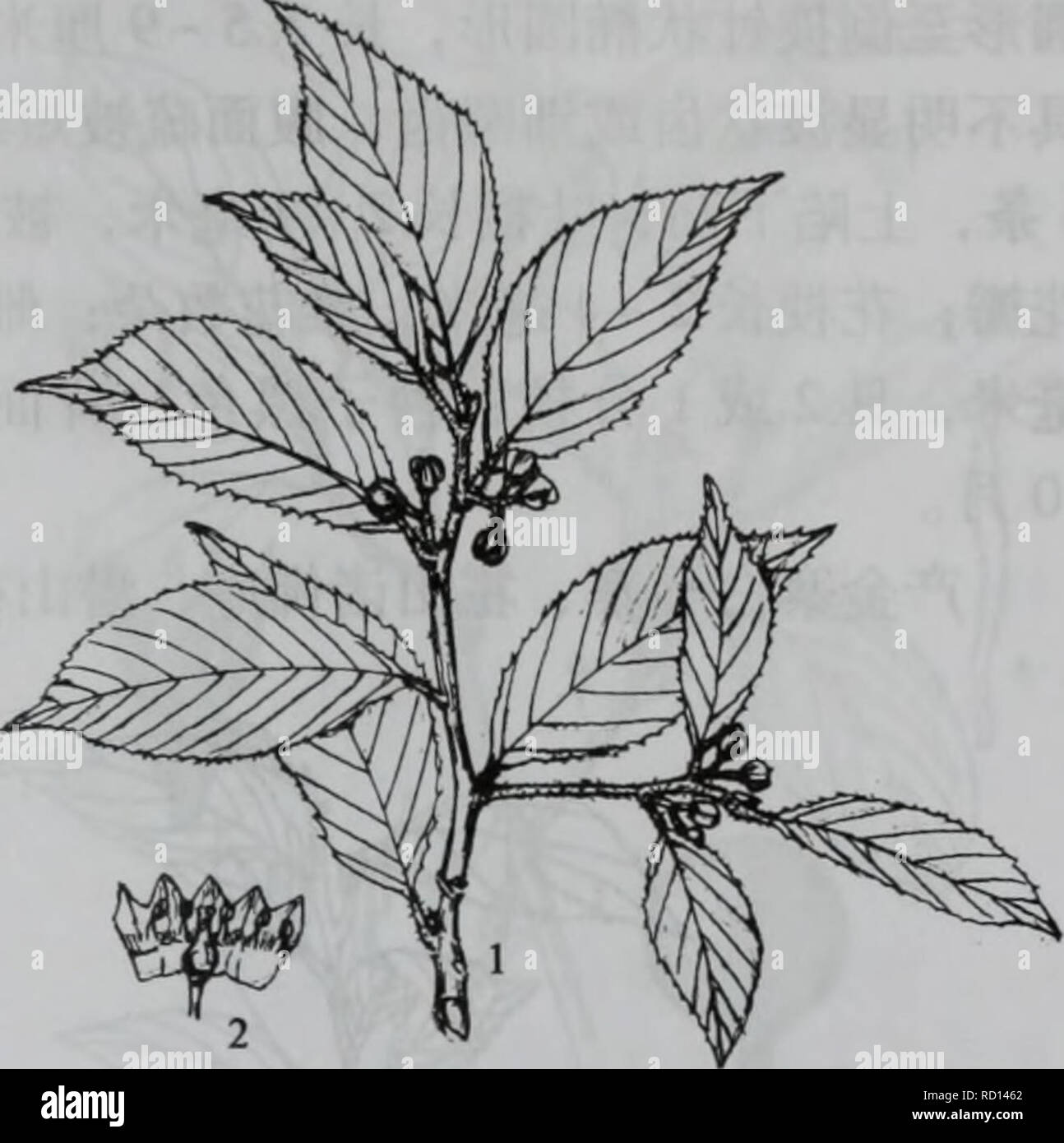 Da Bie Shan Zhi Wu Zhi Botany A V A G C Aerhamnaceae 725 A 1032e A A C 1 Aeaei 2 E E A 6 A Aeaa A E Aee A A Ee Ae Eaa Aee Aeae I E Ae Ae Ae C Aeae Aeae Ae A 8 A A E A E Aeae I A Ae A E A ºce C C I E E Ae Ae E C Aeae 7 Aea E Aer Nigulosa 8 A Ee Ae A Eaa Aee