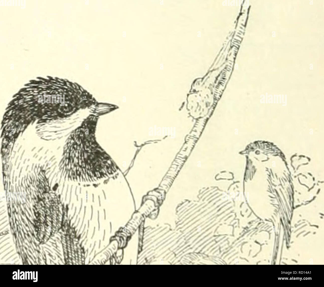 . The danger of introducing noxious animals and birds. Animal introduction; Zoology, Economic. Fig. 5.—Kohlmeise (Pa. THE KOHLMEISE, UtEAT TITMOUSE. &quot; Kohlmeise &quot; is I lie . 326. Ibis, 1880, pp. 77. 78.. Please note that these images are extracted from scanned page images that may have been digitally enhanced for readability - coloration and appearance of these illustrations may not perfectly resemble the original work.. Palmer, T. S. (Theodore Sherman), 1868-1955. [Washington : U. S. Dept. of Agriculture Stock Photo
