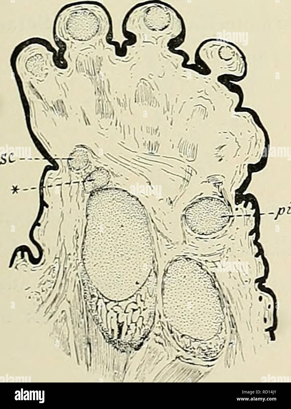. Denkschriften der MedicinischNaturwissenschaftlichen Gesellschaft zu