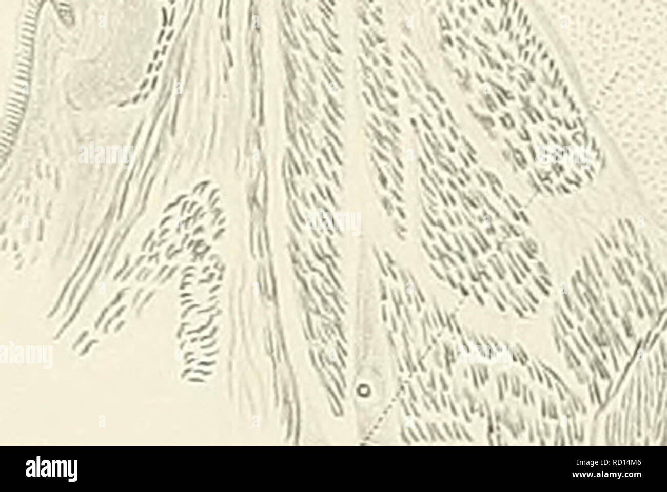 Page 11 Ll D N A High Resolution Stock Photography And Images Alamy