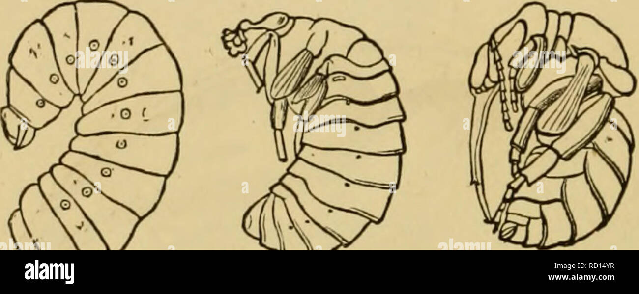 . Elementary text-book of zoology, general part and special part: protozoa to insecta. Animals. 594 Sub-order 1.—Terebrantia. Female mth ovipositor as tube or borer {(erebra), which projects freely at the end of the abdomen, and is sometimes retractile. Tribe 1. Phytophaga, Abdomen sessile. Trochanter composed of two rings. Larvte phytophagous, resemble caterpillars. Fam. Tenthredinidae (Leaf-wasps). Saw-flics. Abdomen sessile with short borer. The larvse have rarely three, usually nine to eleven pairs of legs, and resemble caterpillars. The females lay their eggs in the epidermis of leaves, t Stock Photo