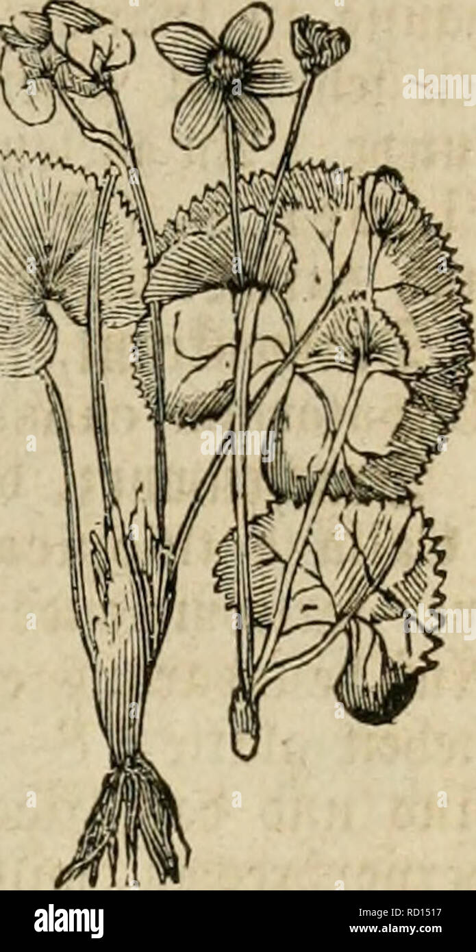 . Das grosse illustrirte Kräuter-Buch : eine ausführliche Beschreibung aller Pflanzen, mit genauer Augabe ihres Gebrauchs, Nutzens und ihrer Wirkung in der Arzneikunde. Medicinal plants; Materia medica, Vegetable; Herbs. Mottet — :Sivaä)iniantn» 171 fel^r. — OftrcuBraufen wirb bciburd) cjc'^o'^ctt, ba^ man bcu ^mn^i^f in bic Ot)rcn lä^t. — ©cgeu Sungcnfud)t, 93viiftfrauHjctten, bösartigen Ruften, din- ^en im ^opf, J^iinncr ic jicbc man 3). mit geiv-^cu, ^Kauten, .*Donic^ nnb 2ßein unb trinfe bai^on 9Jtüvcjcu§ nnb ^tkub^. — (^^egcu ^cpfwct) ic. tülle 93lnmen nnb Slätler in ein (2äcfd)cn, crtuär Stock Photo