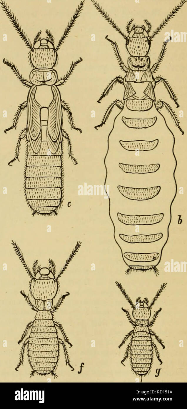 Elementary text-book of zoology, general part and special part: protozoa to  insecta. Animals. Fig. 4&1.—4, PrepHiant female (queen) of Termet  lucifugMa. c. Pupa, d, Pupa of the second form, e. Soldier,
