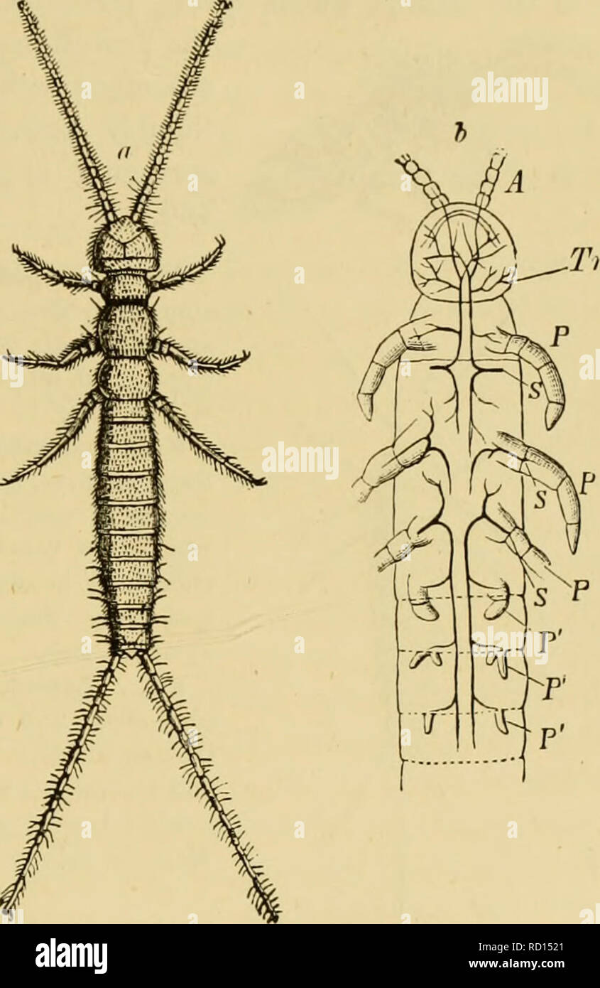 Insect wing fossil hi-res stock photography and images - Alamy