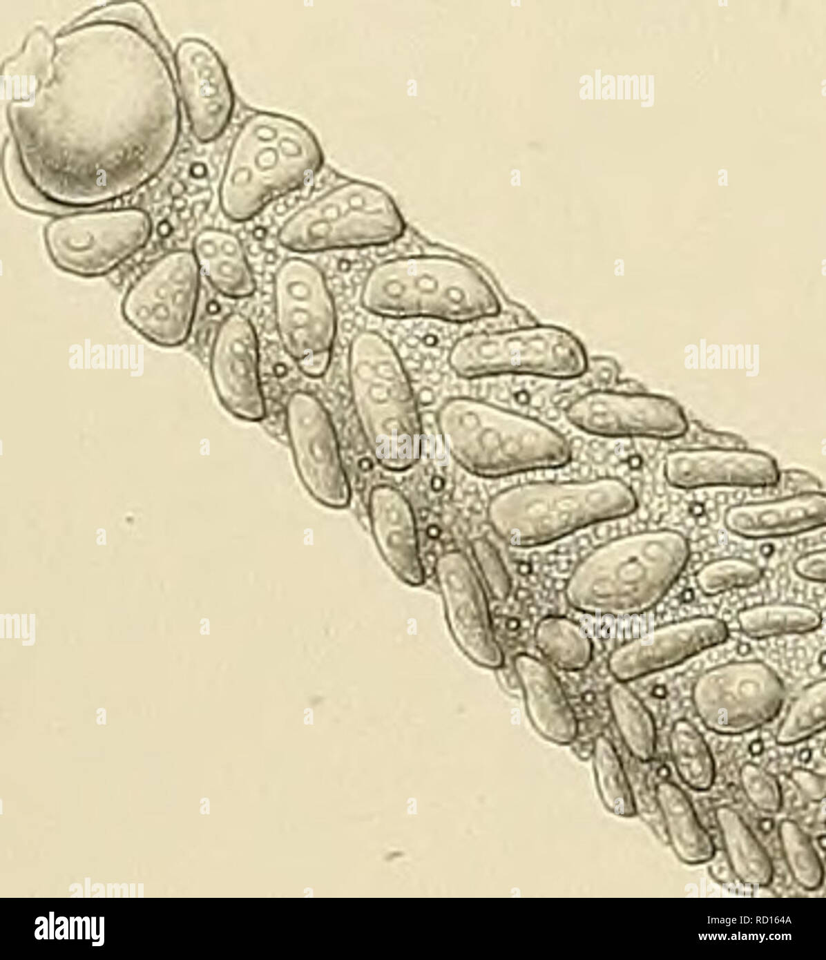 . Denkschriften der Medicinisch-Naturwissenschaftlichen Gesellschaft zu Jena. Doederlein, Asteroide a   Slmler.Tunicaten. JEN. DENKSCHRIFTEN. Bdm Semon,Forschungsreisen, Bd.V.Taf.XXÜ. 1. Please note that these images are extracted from scanned page images that may have been digitally enhanced for readability - coloration and appearance of these illustrations may not perfectly resemble the original work.. Medizinisch-naturwissenschaftliche Gesellschaft zu Jena. Stock Photo