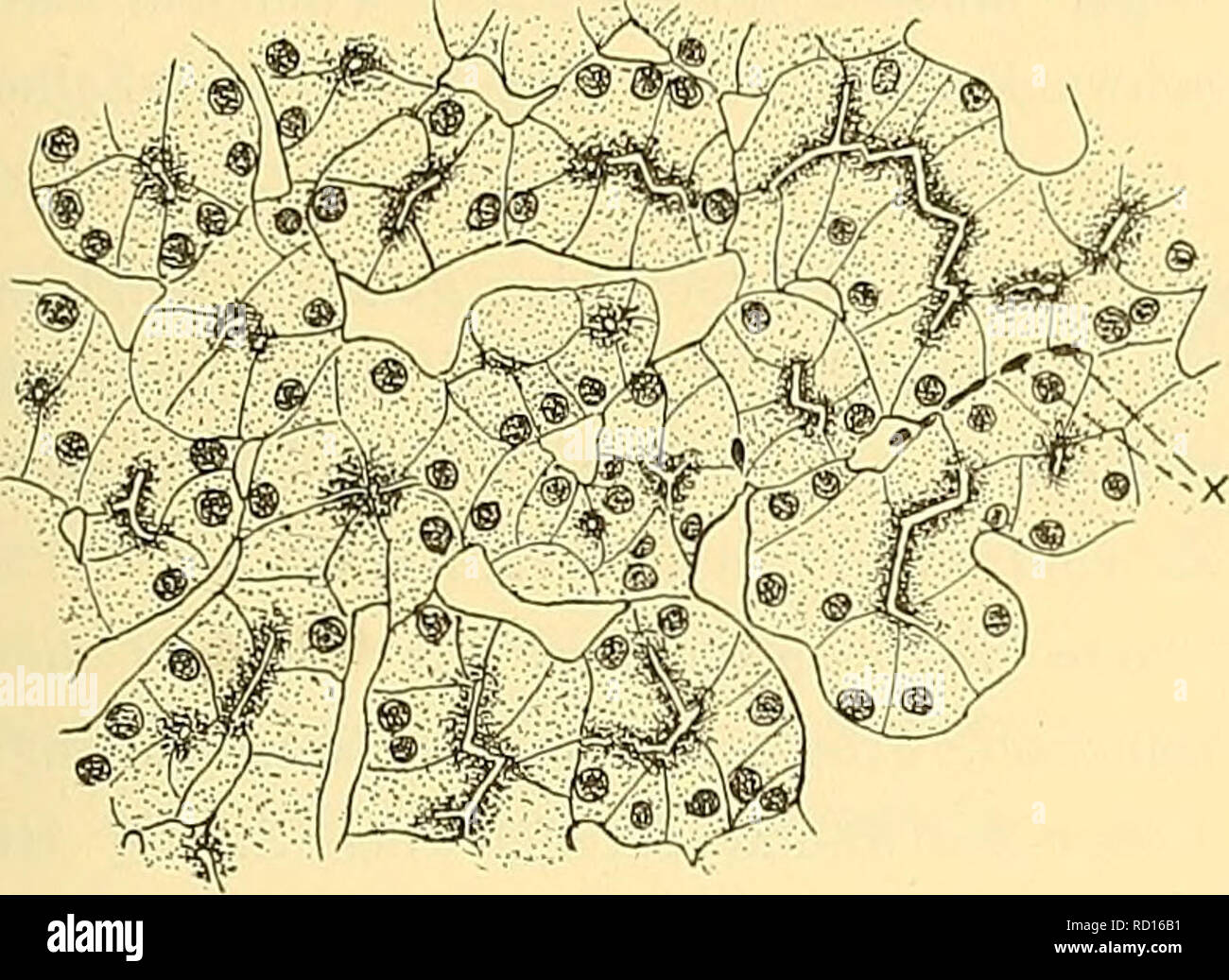 . Denkschriften der MedicinischNaturwissenschaftlichen Gesellschaft zu