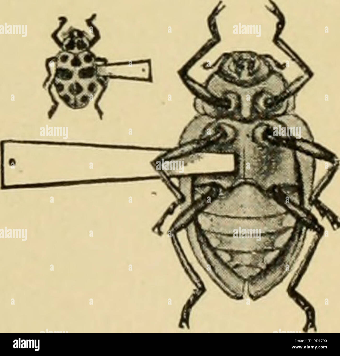 . Elementary entomology. Entomology. PRESERVING AND STUDYING INSECTS