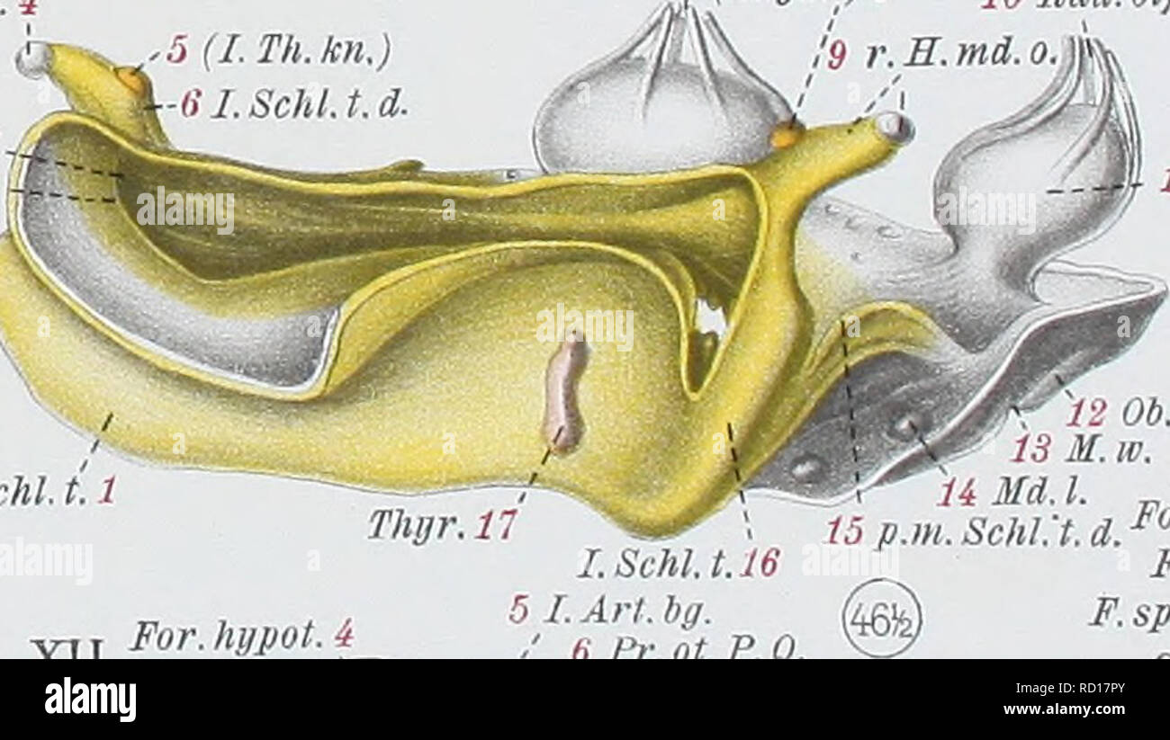 . Denkschriften der Medicinisch-Naturwissenschaftlichen Gesellschaft zu Jena. '. 20 F.sph 21 T.pt.  22 Pr.a.P.Q. 23 Pr.art.P.Q. ob. B. Im.' 0p. art. 9 â D. v.p. 5 C. Tr. 3 . R.sp.4 Ggl.term.2 ,  29 N. 30 A. 07   31 M. r.  32 V.pter.  33 V 7/td. 34 V. ophth. 35 V. md. N. 7itd. e Vll. 37 N. 7IMX. i. v &lt;i Art. ophth?- br-IÂ£M Art.eff.br. II. TÂ°-'' 25 V. ophth. m i J-J* ' N.opt. br.a.e^J r.oc.i. ht.K.fr.ff.By. V.obl.i. v.K.fr.Il.'i , Art. aff.br. IL 3'' Ggl. tat. prÃ¤v. VII. 27 Ggl. h. )7id 28 Ggl, m.Â» 29 V. c. lt. 30 1. Art. bg. ,31 Pr. a. (tr.) P. Q. .32(C.ext.) 33 Pt. 35 M.W. /34 IL Stock Photo