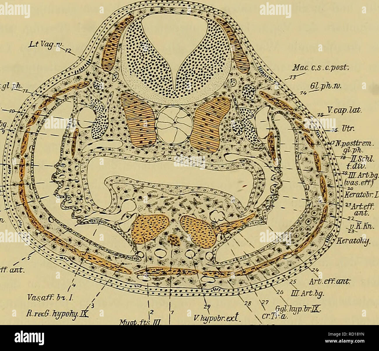 . Denkschriften der Medicinisch-Naturwissenschaftlichen Gesellschaft zu Jena. 5Â°3 Entwicklungsgeschichte des Kopfes und des BlutgefÃ¤sssystems von Ceratodus forsten. H63 hÃ¤ltnisse des dritten primÃ¤ren Arterienbogens gÃ¼nstig waren, so Ã¤ndert sich die Sachlage, sobald das Maximum jener medialwÃ¤rts gerichteten Ausbiegung erreicht ist und der proximale Schenkel dieser KrÃ¼mmung so knapp am cranialen Truncusaste und parallel mit diesem verlÃ¤uft. Die Folge davon ist die zunehmende Einengung des ventralen Abschnittes des bereits jetzt schon vorwiegend von den Kiemenfransen gespeisten Arterien- Stock Photo