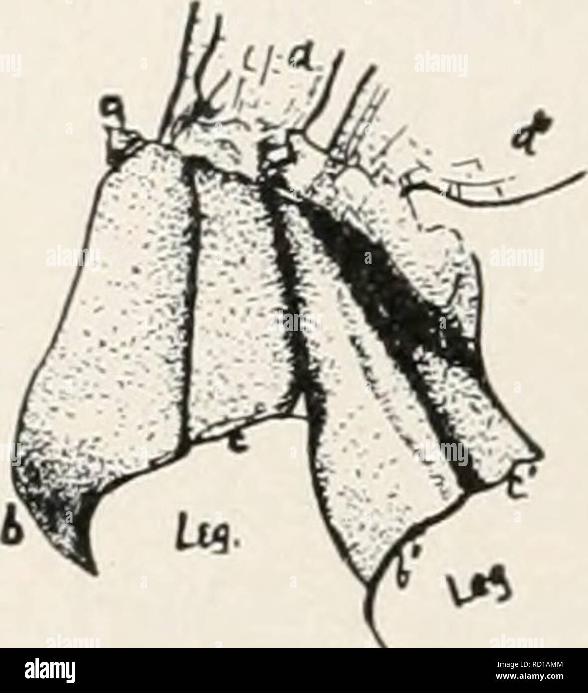. Elementary studies in insect life. Insects. 262 ELEMENTARY STUDIES IN INSECT LIFE A. B.. FIG. 199. Side view of thorax, larged three times. A, Mesothorax. a, parapteron. 6, episternum. c, epimeron. d, wing. En- B, Metathorax 6', episternum. c', epimeron. d', wing. wings, is the episternum of the mesothorax. ISTote that this part-way surrounds the socket of the leg, and articu- lates with the lateral margin of the sternum beneath. Students at this time will carefully distinguish the difference between color markings and sutures proper. (Fig. 199, Z&gt;.) Parapteron.—Just cepha- lad or in fron Stock Photo