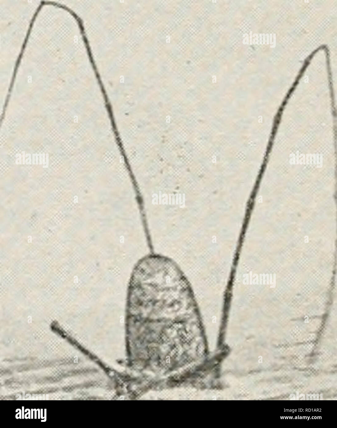 . Elementary studies in insect life. Insects. FIG. 162. A click beetle (Alaus oculatus). From photograph. X. Please note that these images are extracted from scanned page images that may have been digitally enhanced for readability - coloration and appearance of these illustrations may not perfectly resemble the original work.. Hunter, Samuel John, 1866-1946. Topeka, Kan. , Crane &amp; company Stock Photo