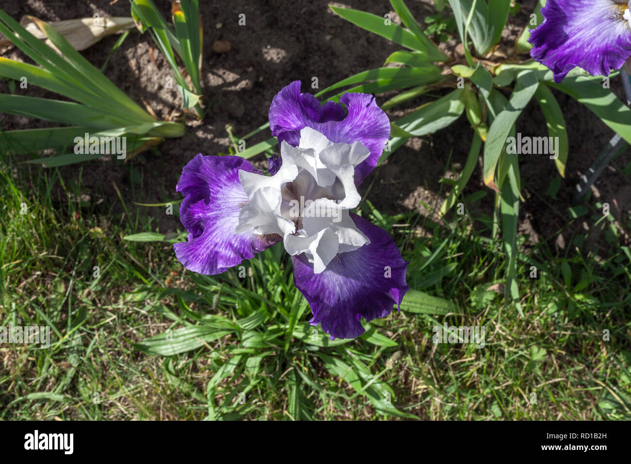 Purple and white Iris hybrida hort. Deltaplane growing in spring garden, top view Stock Photo