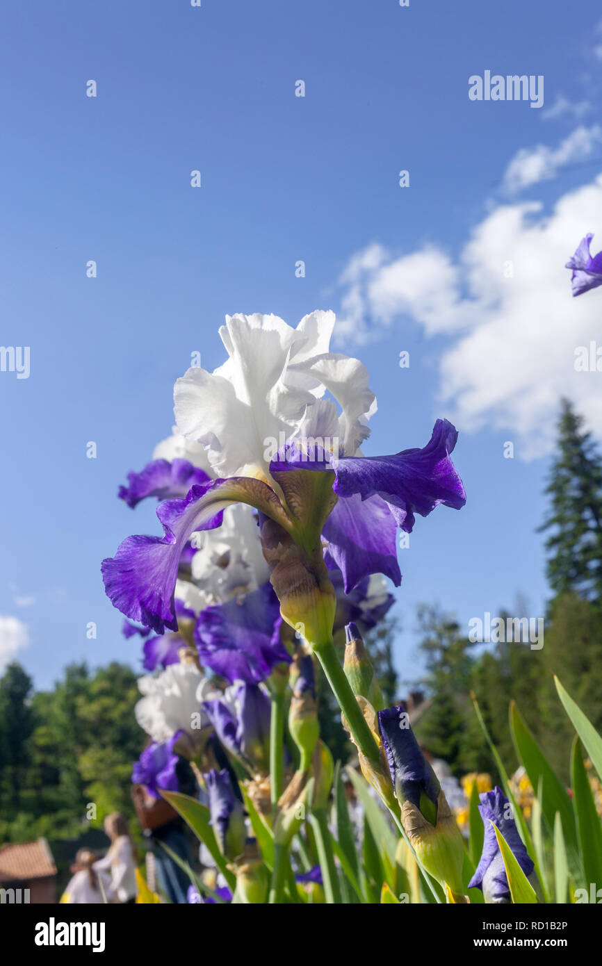 Purple and white Iris hybrida hort. Deltaplane growing in spring garden by blue sky, side view Stock Photo
