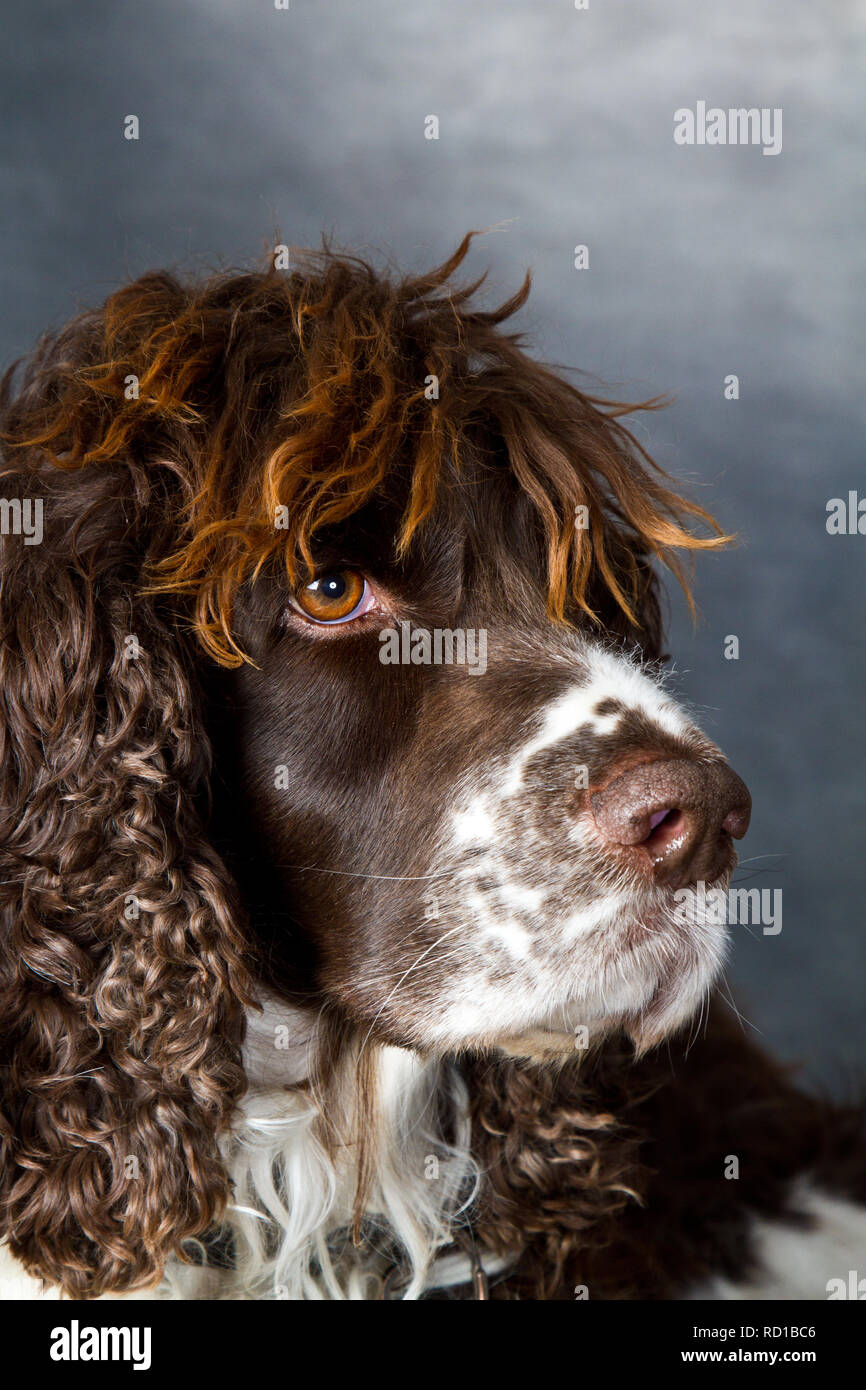 dog shot inddor in studio Stock Photo