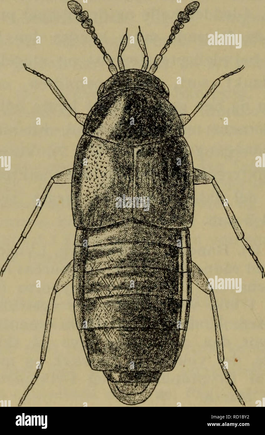 . Danmarks fauna; illustrerede haandbøger over den danske dyreverden... 24 Ikke almindelig (J, 0). I affald i kældere og udhuse, under kvas og løv og i smuld ved foden af halm- og høstakke; i Dyrehaven hyppigt i stort antal i affald i dyrehusene og i kompostbunkerne ved disse. Apr.—okt.. Fig. 11. Oligota inflata. x50. 4. O. pårva Kr. Let kendelig ved temmelig smal, ret kort tilspidset krop, ringe størrelse, ret skarpt 3-leddet føle- hornskølle, lys bagkropsspids og ved, at 5. frie rygled er meget længere end 4. Sortbrun, brun eller rødbrun, 5. frie rygled, undtagen fortil, og de følgende rygle Stock Photo