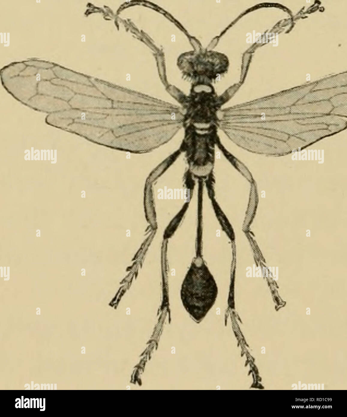 Why Mud Daubers Are On Spider Patrol Green Blog Anr Blogs