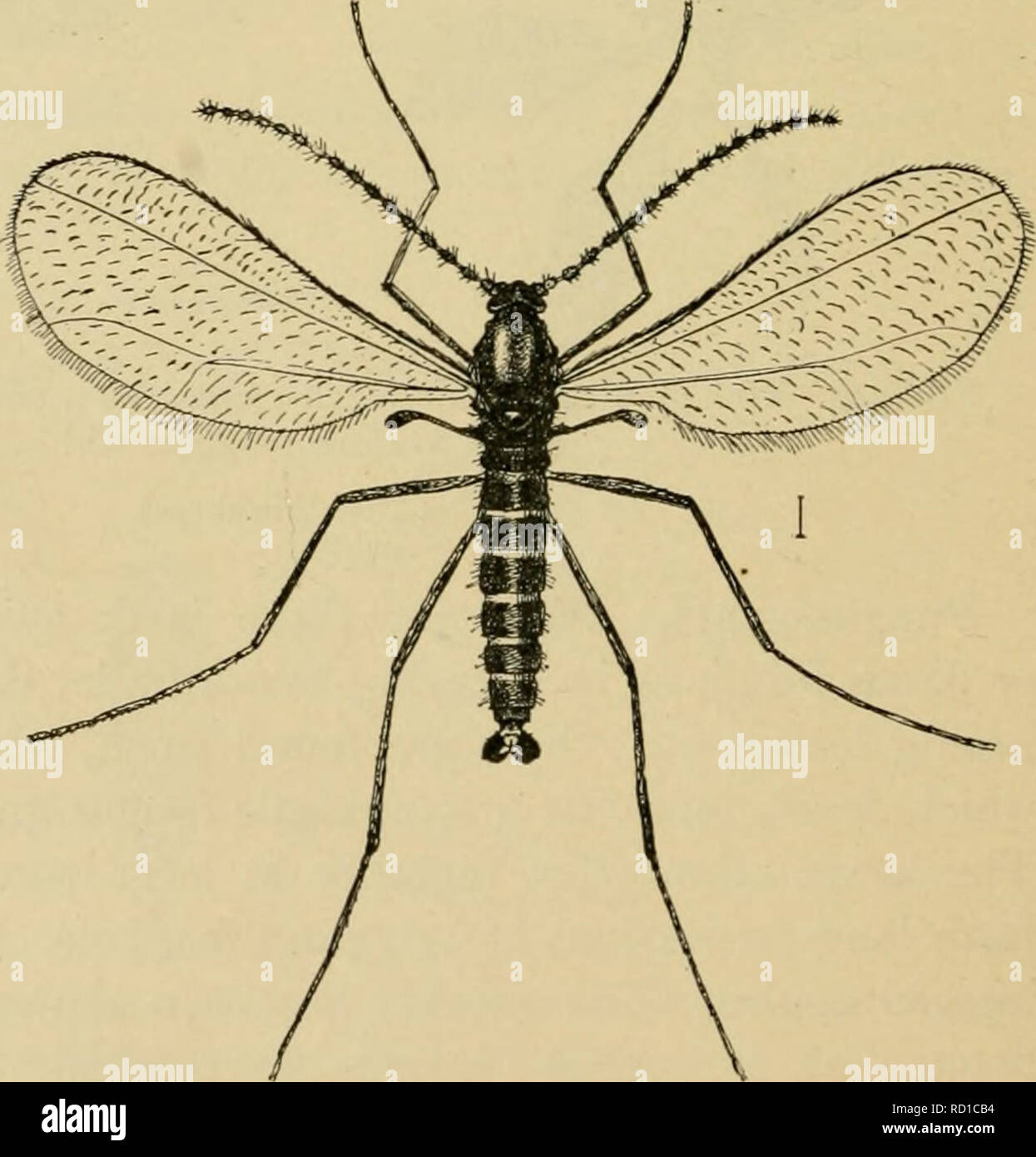 . Elementary entomology. Entomology. Fig. 359. Pear midge [Di- plosh pyrivora). (Enlarged) (After Riley) Gall-gnats. The smallest and most deli- cate of the gnatlike flies are the gall-gnats {Cecidomyiidae). The adults are rarely over one eighth of an inch long, with long antennae clothed with short hairs, and with the wing-veins greatly reduced in number. They will be rarely noticed by the begin- ner, but the work of the larv^ is often much in evidence, owing to their feeding within the stems and leaves of plants and giving rise to galls. Frequently a green, cone-shaped gall is found on the t Stock Photo