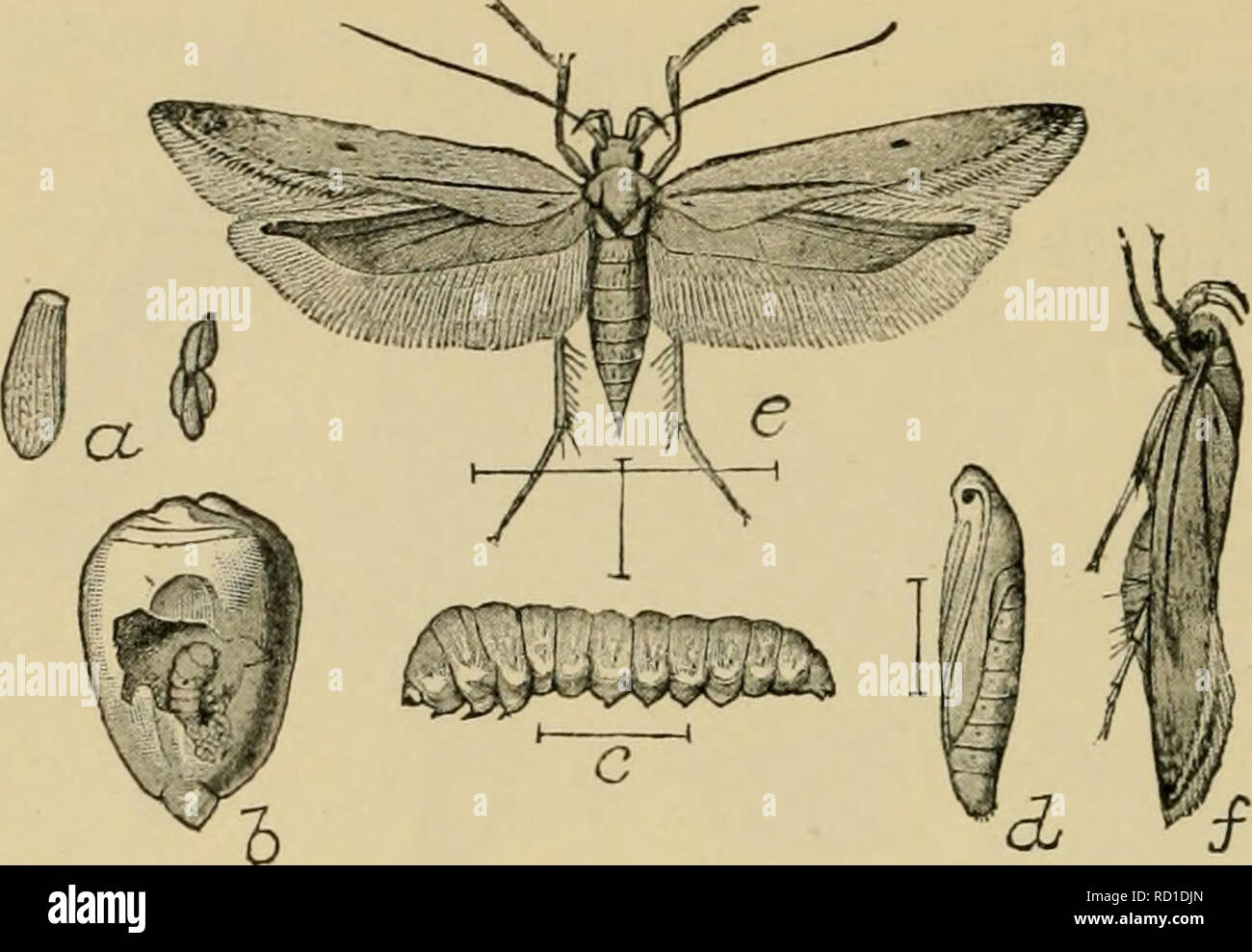 . Elementary entomology. Entomology. 186 ELEMENTARY ENTOMOLOGY. Fig. 288. The angumois grain-moth [Sitotroga cerealella 01.). (Enlarged) rt, eggs ; b, larva at work ; f, larva ; d, pupa ; ^, /&quot;, moth. (After Chittenden, United States Department of Agriculture) from the shapes of the cases. Nearly related to them are the little clothes moths, the plague of every housekeeper, which feed on woolens, furs, etc. There are several species: one makes a case of bits of food fastened to- gether with silk, another builds a tube, and a third feeds unprotected. The more common forms are of a brown co Stock Photo