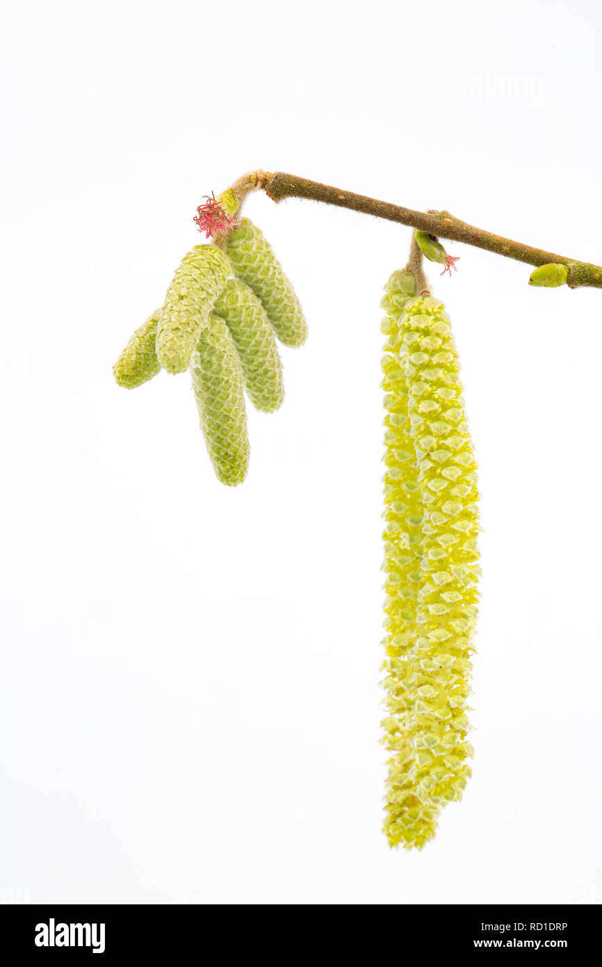 Long yellow male catkins of the hazel tree, Corylus avellana, with the tiny red female flowers visible at their base. On a white background North Dors Stock Photo
