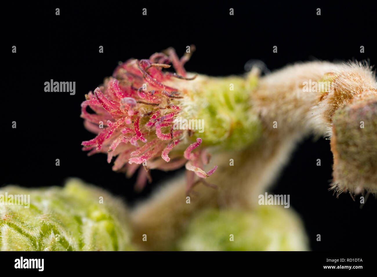 The tiny red female flowers of the hazel, Corylus avellana, that are visible in early spring. These flowers untimately form the hazel nuts. Pollen gra Stock Photo