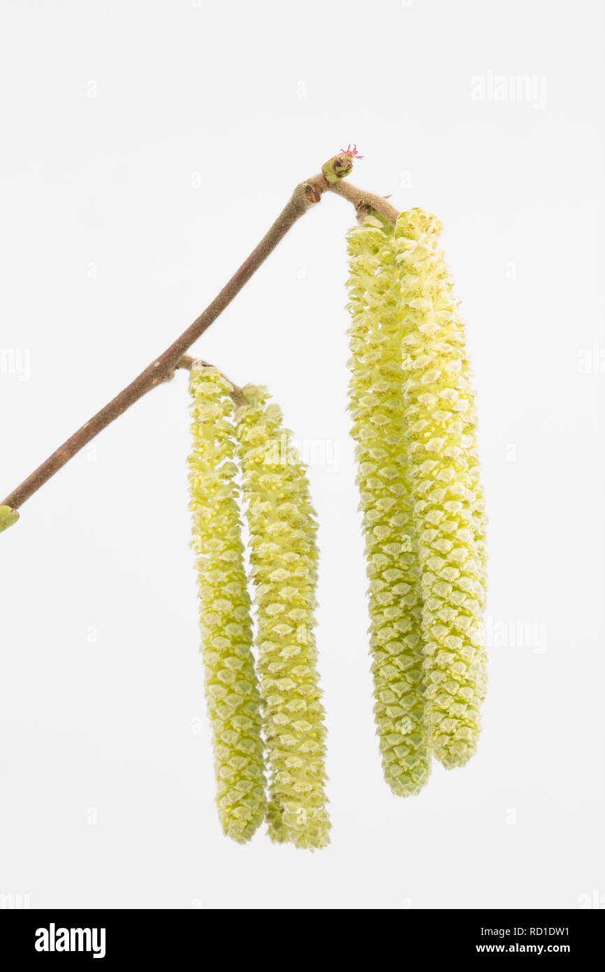 Long yellow male catkins of the hazel tree, Corylus avellana, with the tiny red female flowers visible at their base. On a white background North Dors Stock Photo