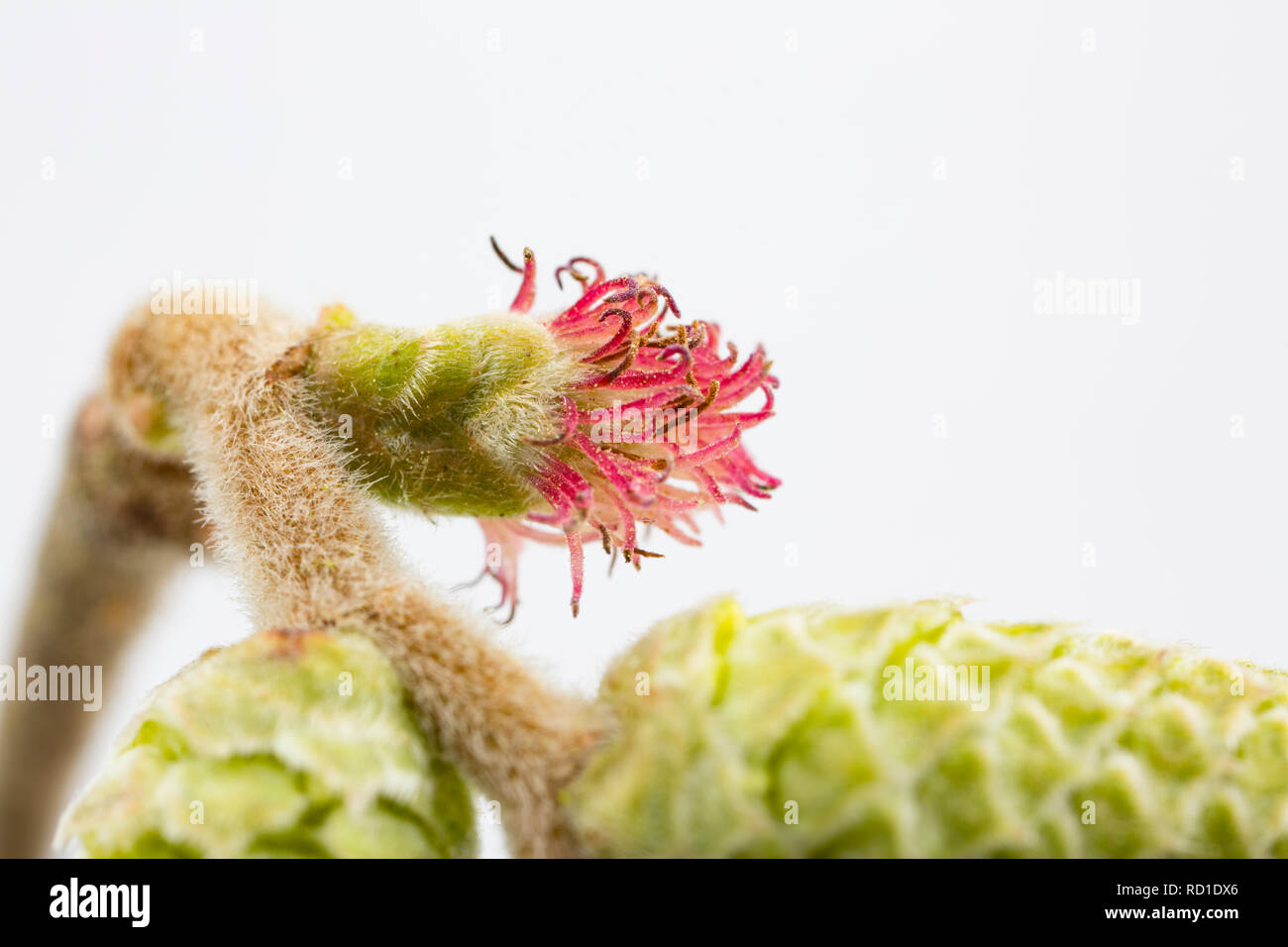 The tiny red female flowers of the hazel, Corylus avellana, that are visible in early spring. These flowers untimately form the hazel nuts. Pollen gra Stock Photo