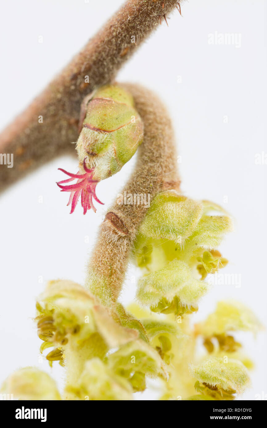 The tiny red female flowers of the hazel, Corylus avellana, that are visible in early spring. These flowers untimately form the hazel nuts. North Dors Stock Photo
