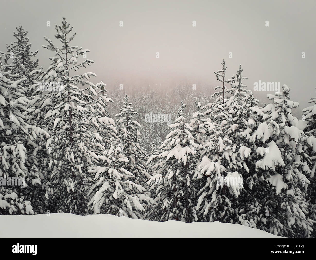 Snow covered fir trees forest over foggy background in mountains ...