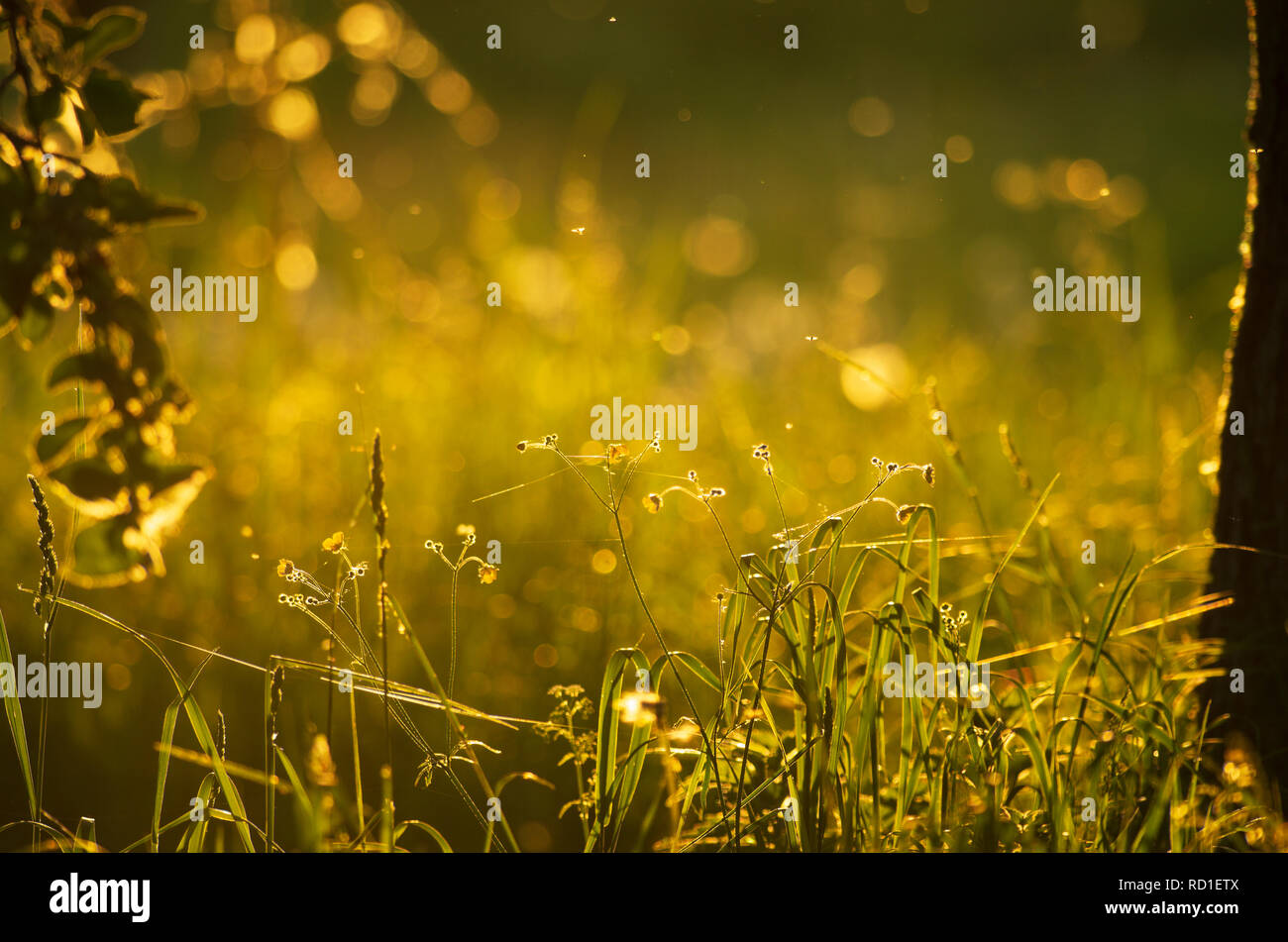 Spring Landscape With Insects Spring evening landscape with stalks of cat grass and flying insects in ...