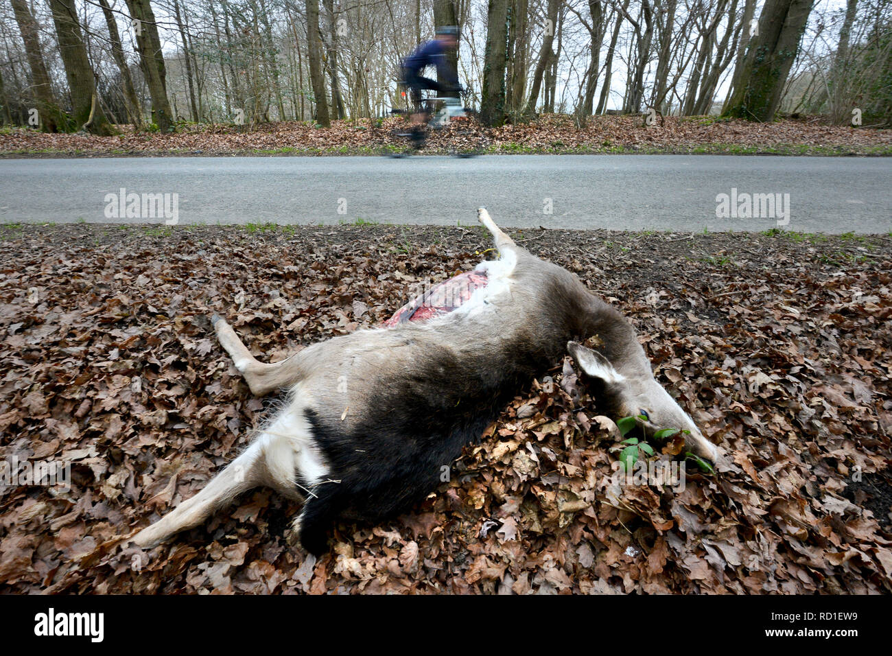 Roadkill roe deer by the side of a road. Stock Photo