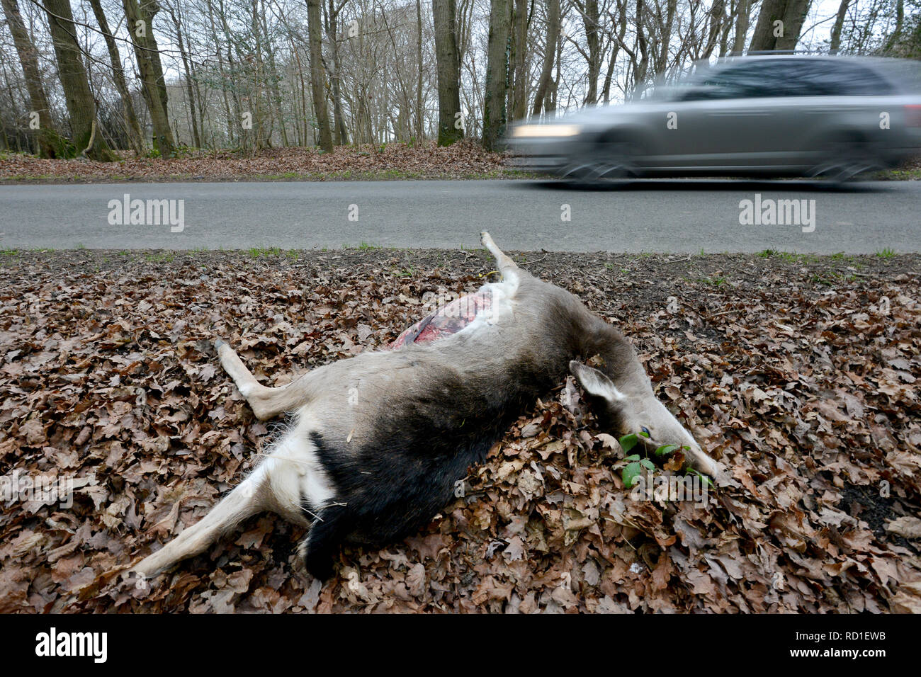 Roadkill roe deer by the side of a road. Stock Photo
