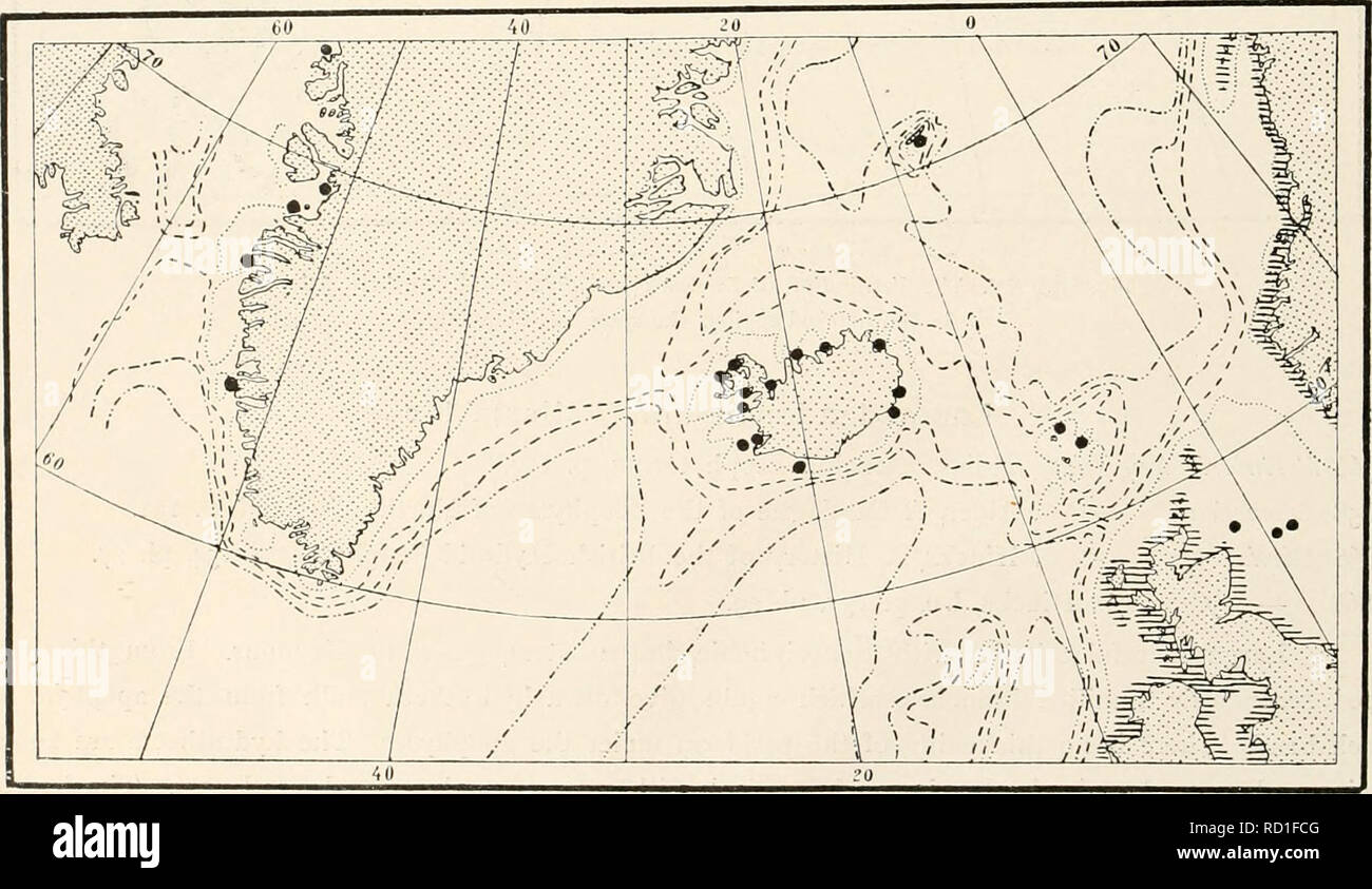 . The Danish Ingolf-Expedition. Scientific expeditions; Arctic Ocean. 168 HVDROIDA II The gonothecse are borne on short, ringed stalks, proceeding from the apophyses beside the hydro- theca stalks. They are oblong, inversely conical, distally cut off transversely with a central short and narrow, almost tubnlons neck. The gonophores develope into free medusae (Obeliu). Material: &quot;Thor&quot; 64°02' N., 22°33' W., depth 34 metres [labelled Laomedea gelaiinosd] 63C3C N., 2o°i4' W., - 80 — 58°u' N., 2°28' W., - 60 - Greenland: Jakobshavn (depth not stated) Provens havu ( — - — ) Holstensborg ( Stock Photo