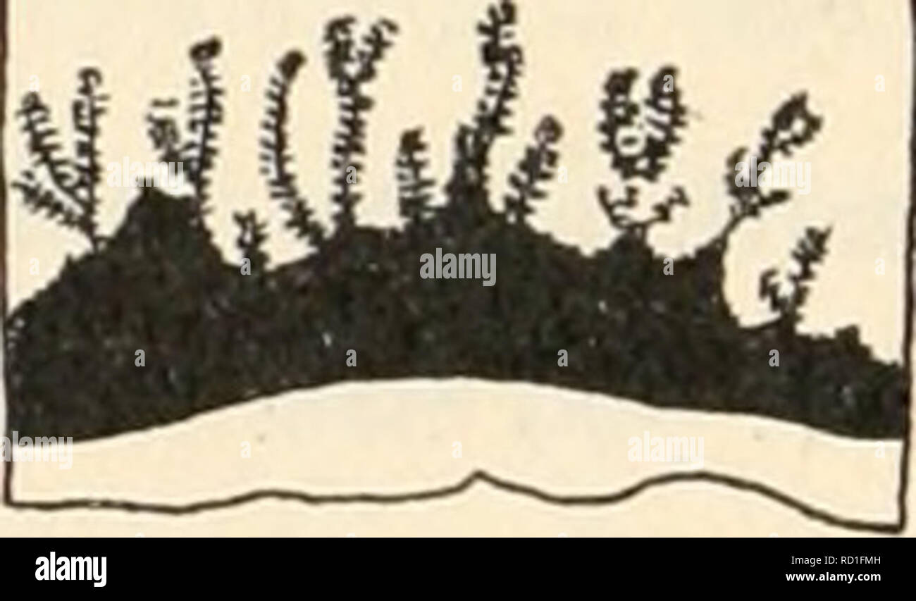 . The Danish Ingolf-Expedition. Scientific expeditions; Arctic Ocean. cm: circular muscles of the column. adaxial side, and the mesogloea likewise a little thicker on the abaxial side of the base. Still we cannot speak of basal thickenings of the mesogloea. The meso- gloea of the tentacles is commonly rather thin. The radial muscles of the oral disc is also ectodermal (textfig. 190), in its outer part stronger than in the tentacles and provided with rather high, close folds, of about the same dimen- sion at the insertions of the mesenteries as at the ridges. The ectoderm of the actinopharynx c Stock Photo