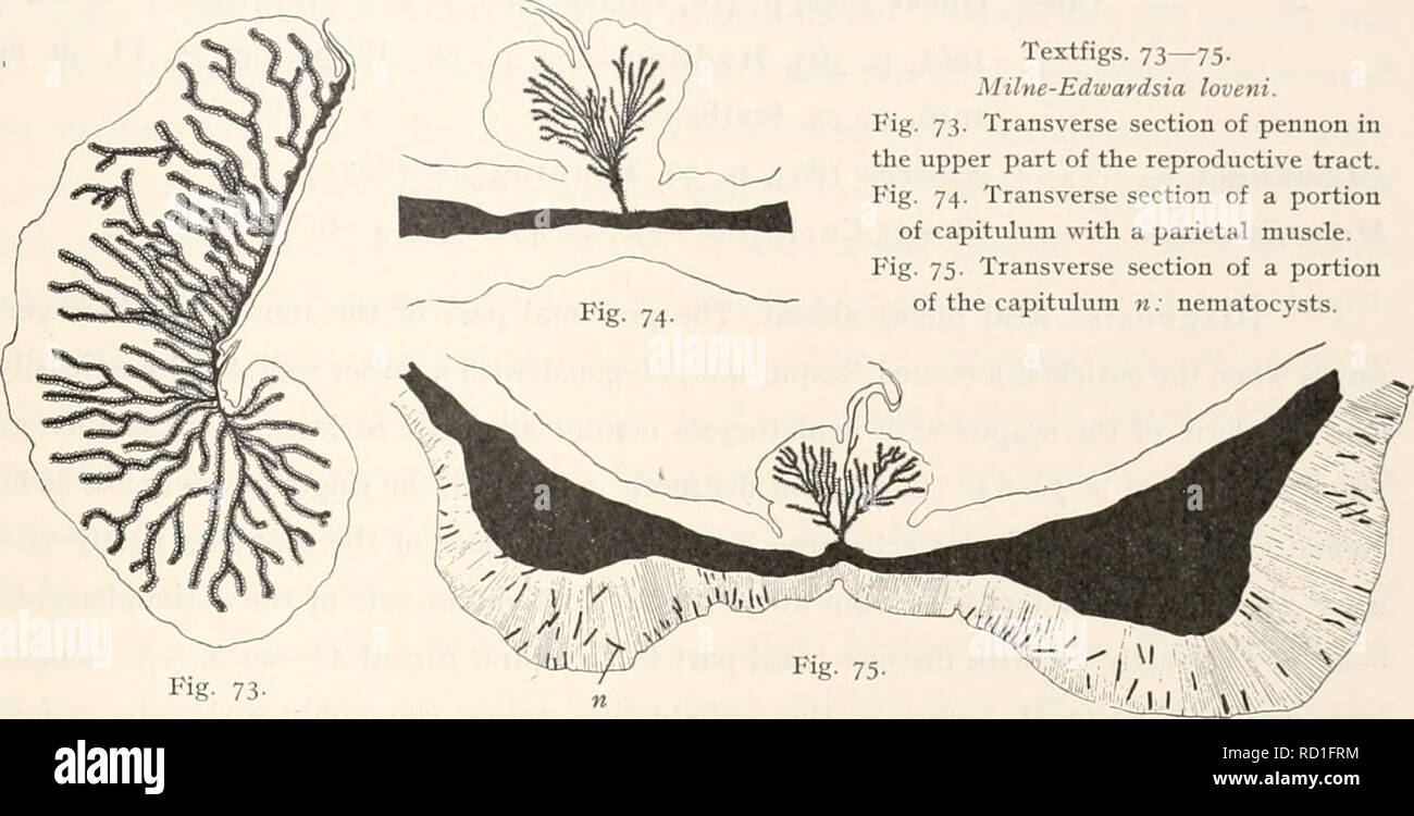 . The Danish Ingolf-Expedition. Scientific expeditions; Arctic Ocean. ACTINIARIA 6i Textfigs. 73—75- Milne-Edwardsia loveni. Fig. 7,5. Transverse section of pennon in the upper part of the reproductive tract. Kig. 74. Transverse section of a portion of capitulum with a parietal muscle. I''ig. 75. Transverse section of a portion of the capitulum n: neraatocysts. ing to the insertions of the mesenteries. The actinopharynx is short, with 8 longitudinal ridges and as many longitudinal furrows. The siphonoglyphe is ventral, indistinct, about twice the breadth of the other longi- tudinal furrows in  Stock Photo