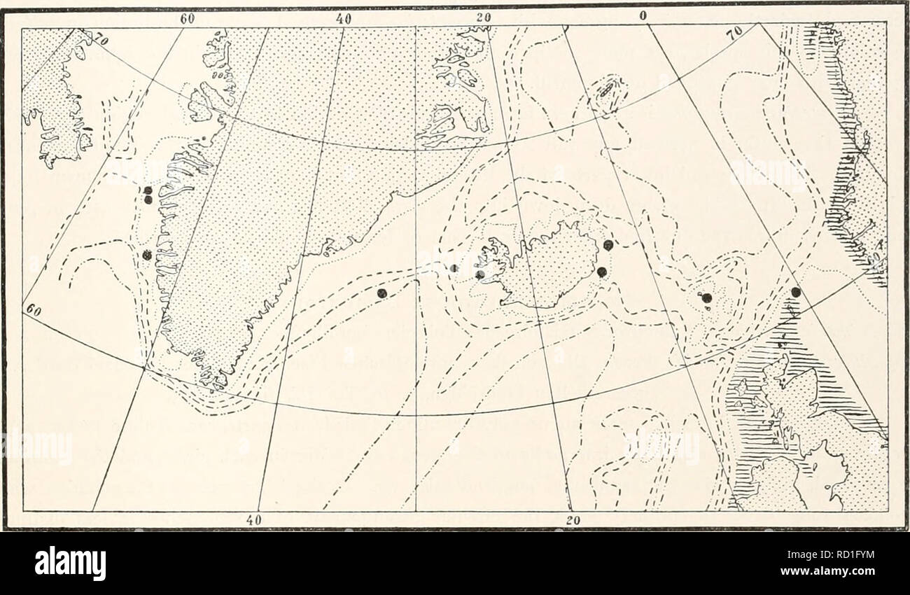 . The Danish Ingolf-Expedition. Scientific expeditions; Arctic Ocean. HYDROIDA II 65 mobile sarcothecse. The hydrocladia are divided by transverse nodes into internodia of which normally every second one bears one or two unpaired sarcothecse in the median line, the alternate ones having a small hydrotheca with a snpracalycine pair of sarcothecse at the month, and an unpaired median sar- cotheca on the proximal part of the internodium. The hydrotheca is about !$ to '/- the length of the iuternodium, and is on one side entirely fused therewith. The gonotheca; are attached by an almost rudimenta Stock Photo