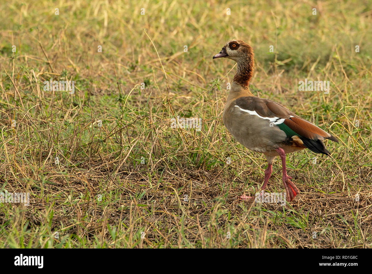 Egyptian feet walking hires stock photography and images Alamy