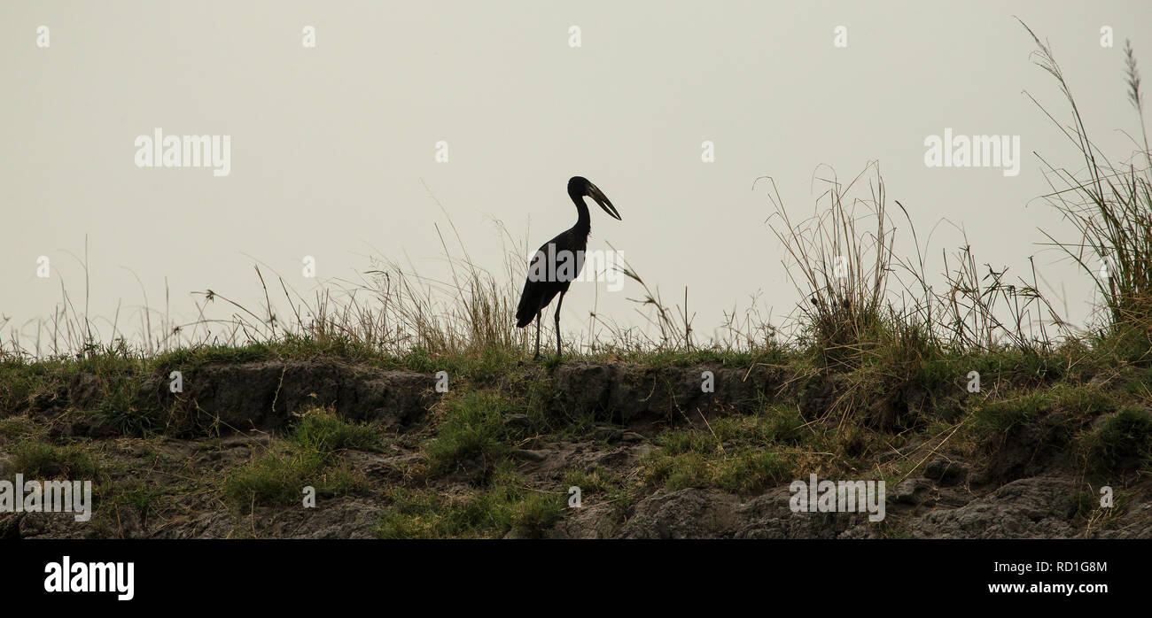 Silhouette of African open-billed stork  - African openbill - Anastomus lamelligerus - by the Chobe River. Stock Photo