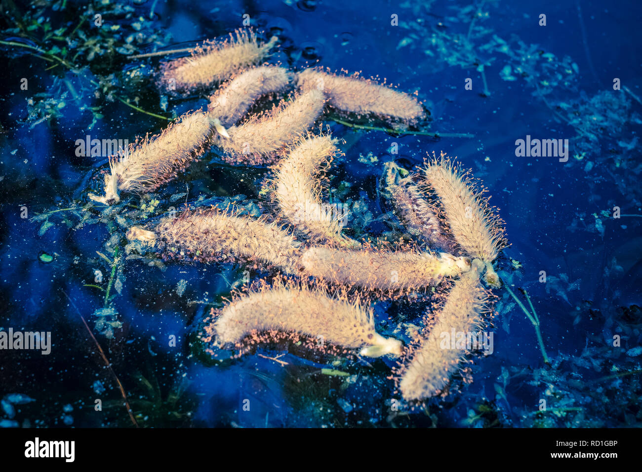 Salix caprea - Goat Willow catkins floating in pond Stock Photo