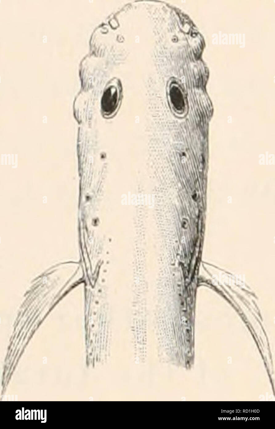 . The Danish Ingolf-Expedition. Scientific expeditions; Arctic Ocean. 52 LVCODIN.E. and a lialf times the diameter of the ee. The length of the snout to the eye, is not quite 3'/2 times in the wliole length of the head. The lower jaw extends almost as far forward as the npper, whose posterior angle lies under the anterior third of the eye. The lips are tolerably fleshy. The teeth are small and pointed, placed as usual on the intermaxillar}', palatal, vomer and mandible. The grooves for the pores of the lateral line are in parts considerable and very deep, surrounded b- soft, projec- ting bor Stock Photo