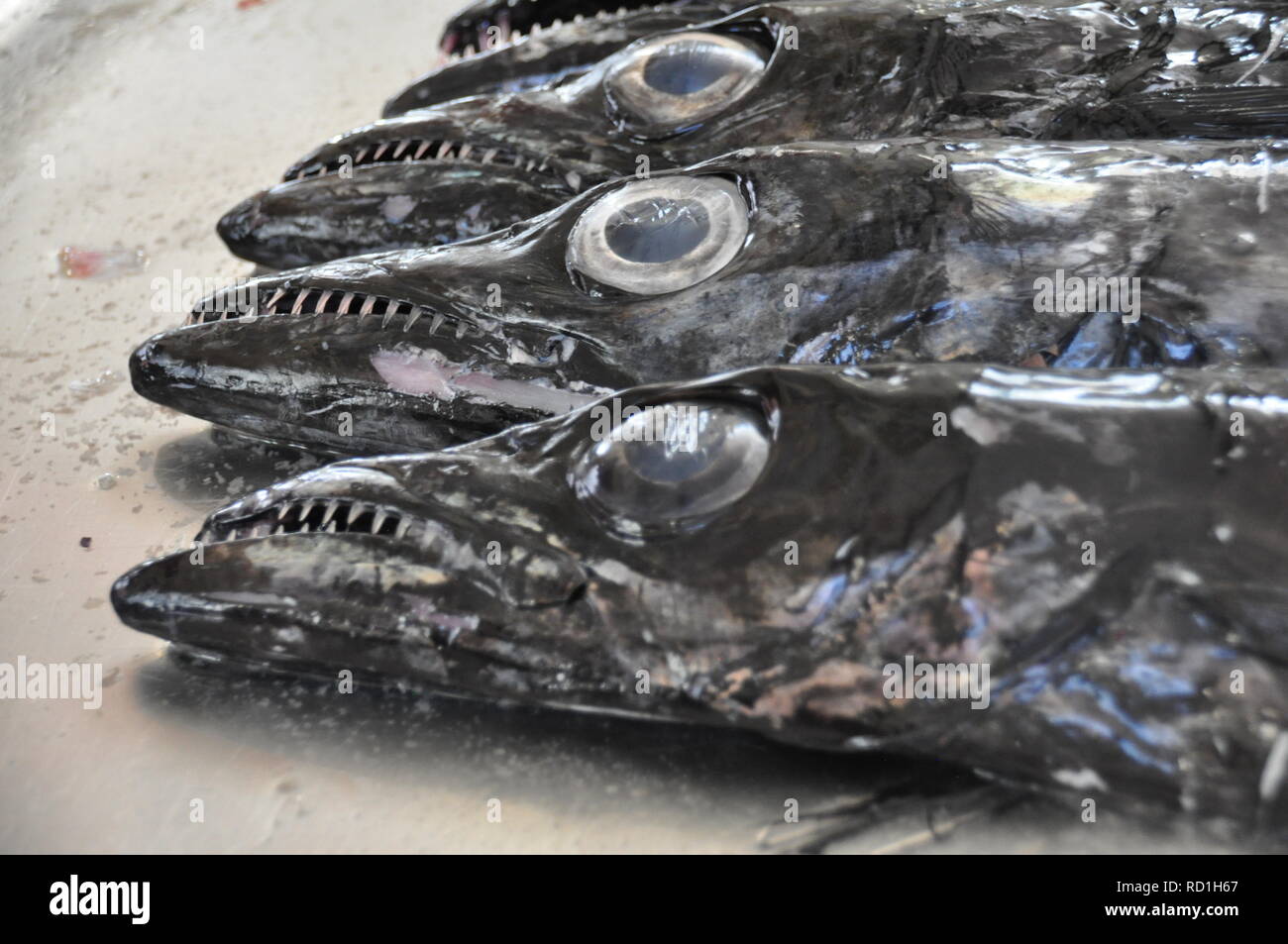Black Scabardfish (Aphanopus carbo) - Fischmarkt in Portugal Stock Photo