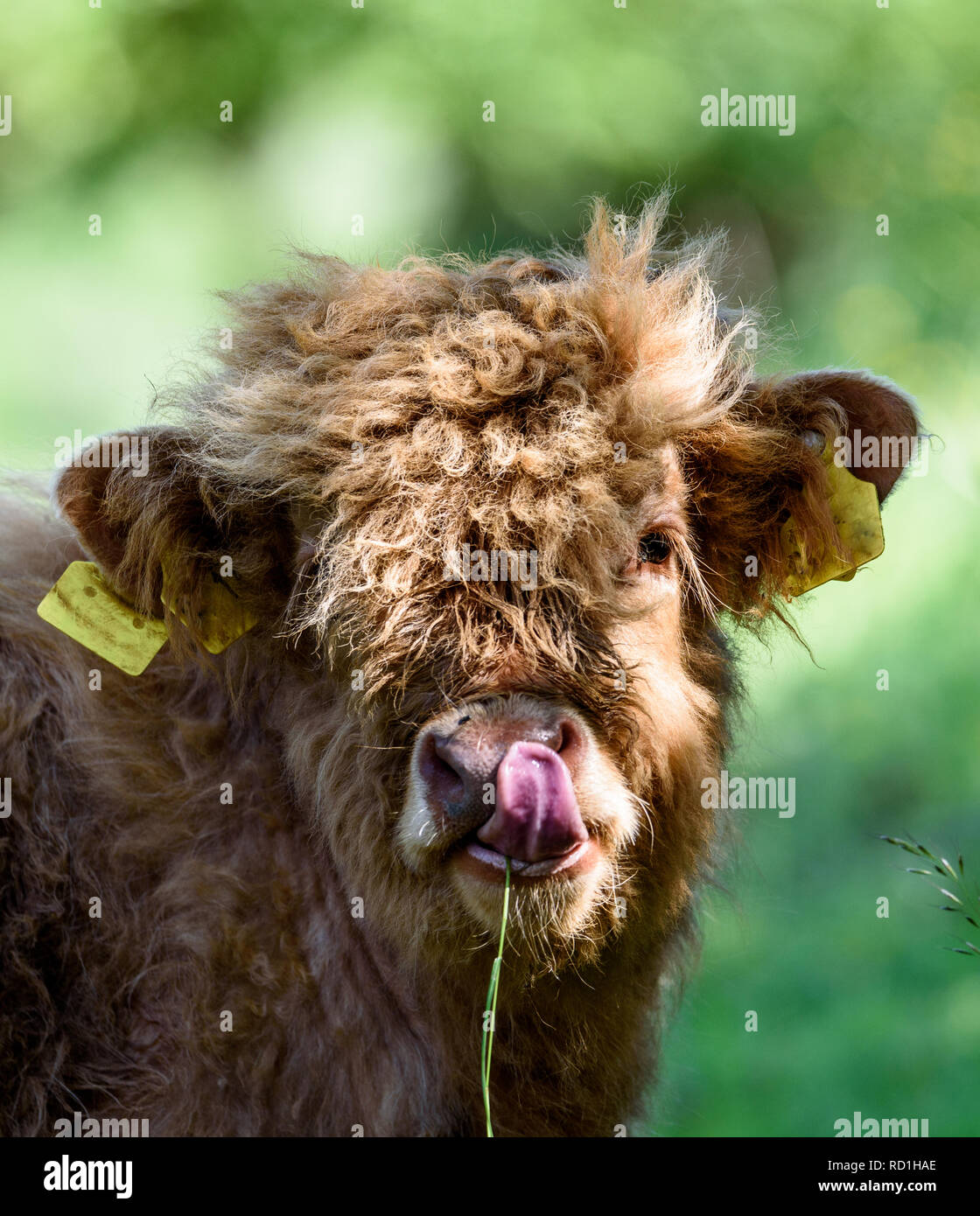 Scottish Highland cattle calf Stock Photo