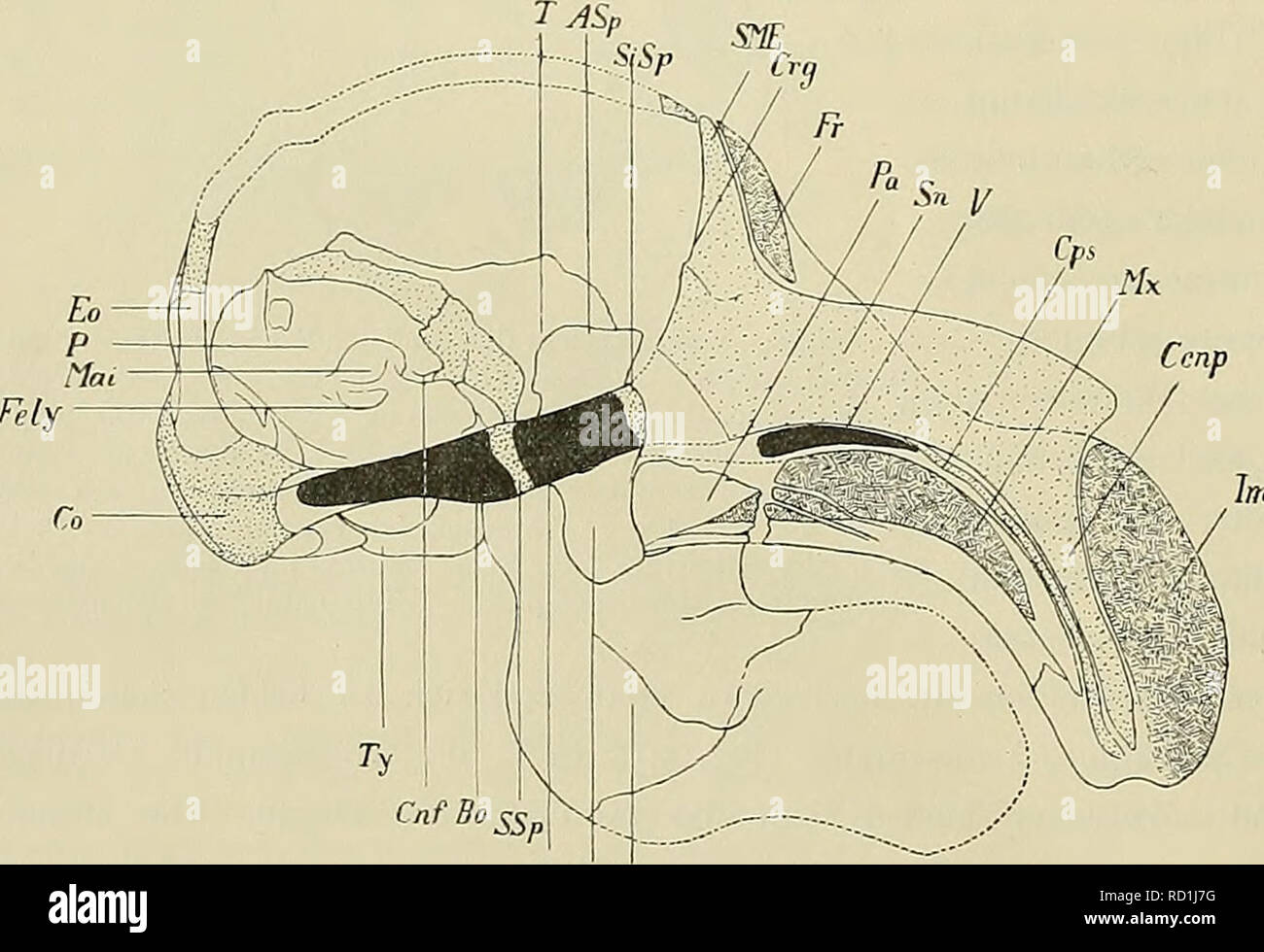. Denkschriften der Medicinisch-Naturwissenschaftlichen Gesellschaft zu Jena. 566 Beiträge zur Entwickelungsgeschichte des Schädels von Halicore dugong Erxl. 48 selbst als Zona anularis (Fig. 2, 7, 8 Za). Die Fenestra narina (Fig. 7 Fn) erscheint auf die Weise wohl von der Fenestra basalis (Fig. 7 Fb) geschieden. Die Rückbildung, welche die embryonale, typische /oj knorpelige Nasenkapsel der Säuger hier zeigt, erscheint y-ü^P"â__ ' damit iüx Halicore dugong schon frühzeitig in ihren Grund- zügen vollzogen und erleidet weiterhin keine wesentlichen y' â ;; _ , Veränderungen. â Eo N Stock Photo