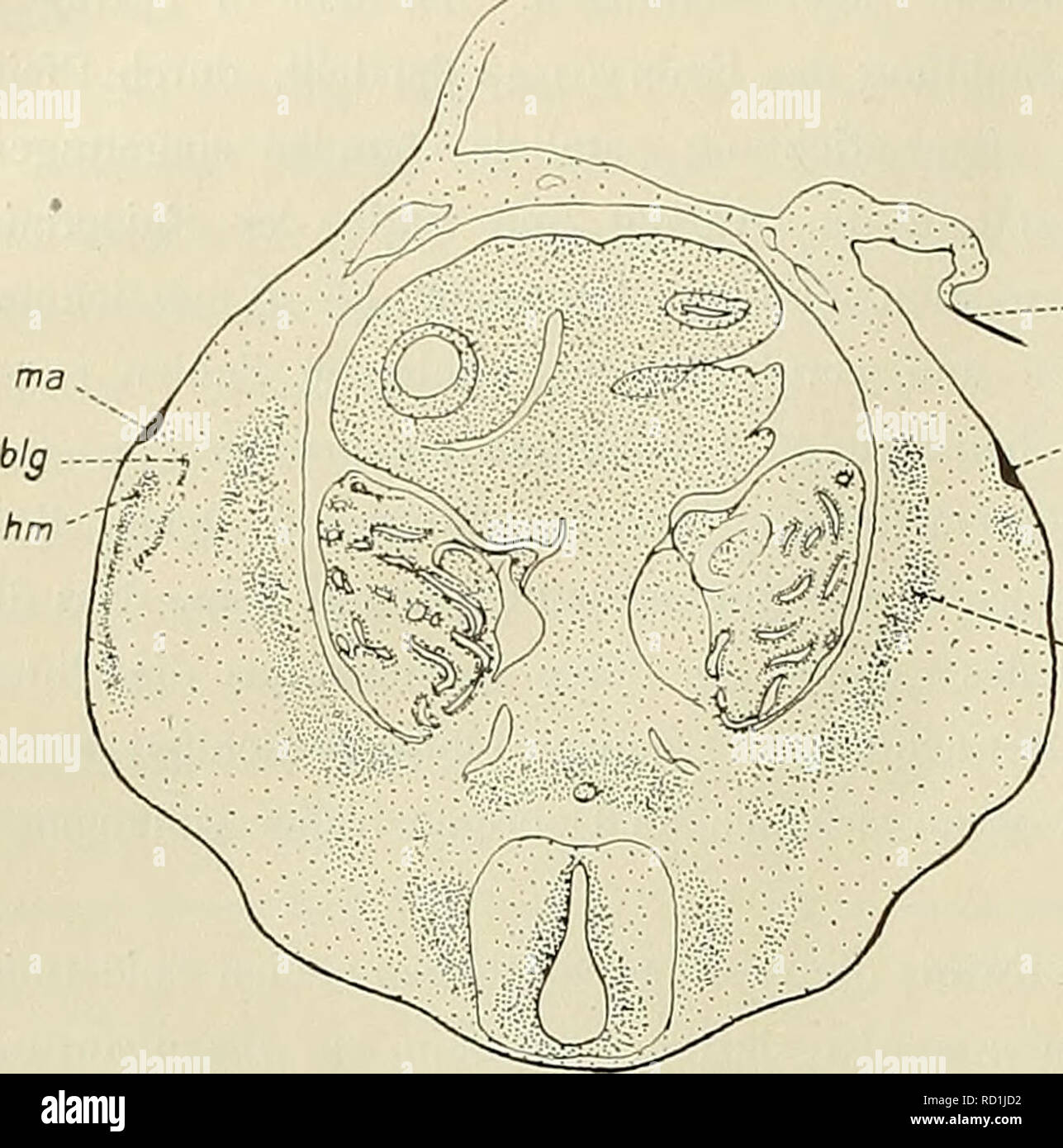 . Denkschriften der Medicinisch-Naturwissenschaftlichen Gesellschaft zu Jena. 474 Die Entwickelung des Mammarapparates der Monotremen, Marsupialier und einiger Placentalier. 142. Fig. IV. Schnitt durch den Rumpf des Embryos 43 in der Höhe der Primäranlagen. Vergr. 35 : i. a?« Amnion, big Blutgefäss, hm Anlage der Hautmusculatur, ma Primäranlage, sin Anlage der Stammmusculatur. Was die Frage betrifft, inwieweit auch bei diesem Embryo (43) die Primäranlagen des Mammar- apparates bei äusserer Inspection sichtbar waren, so lässt sich hier eine sichere Entscheidung auf Grund von Semon's Tafelfigur  Stock Photo