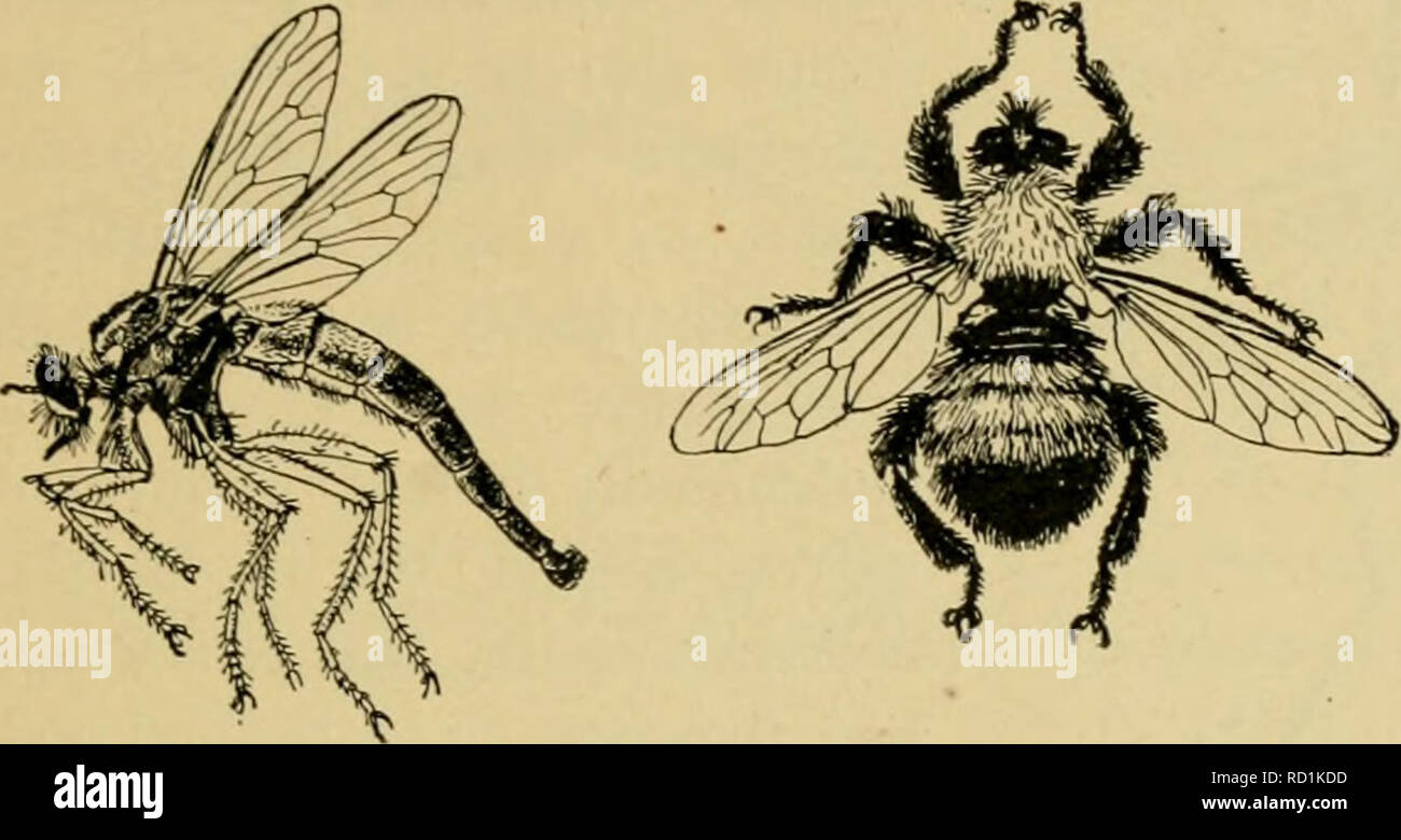 . Elementary entomology. Entomology. FLIKS, MOSQUITOKS, AND MllKlKS