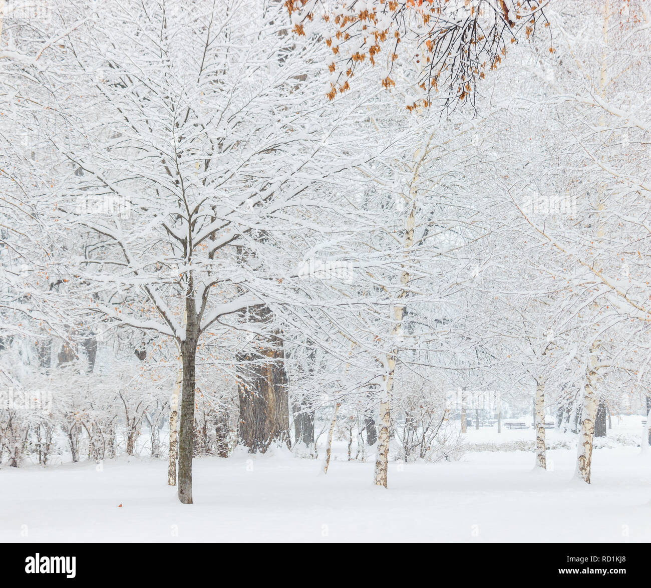 Beautiful winter landscape.Trees under snow in a park Stock Photo - Alamy