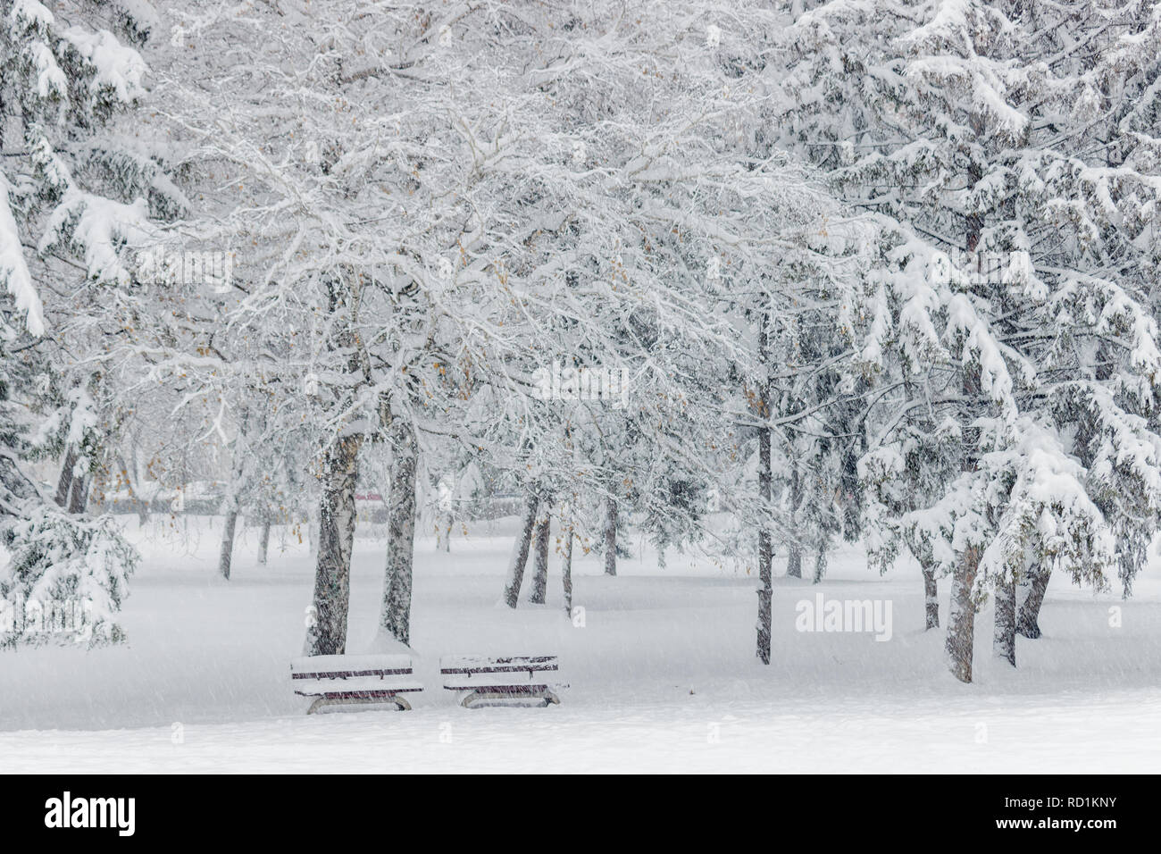 Winter scene.Two benches and a lot of trees in a park covered with snow ...