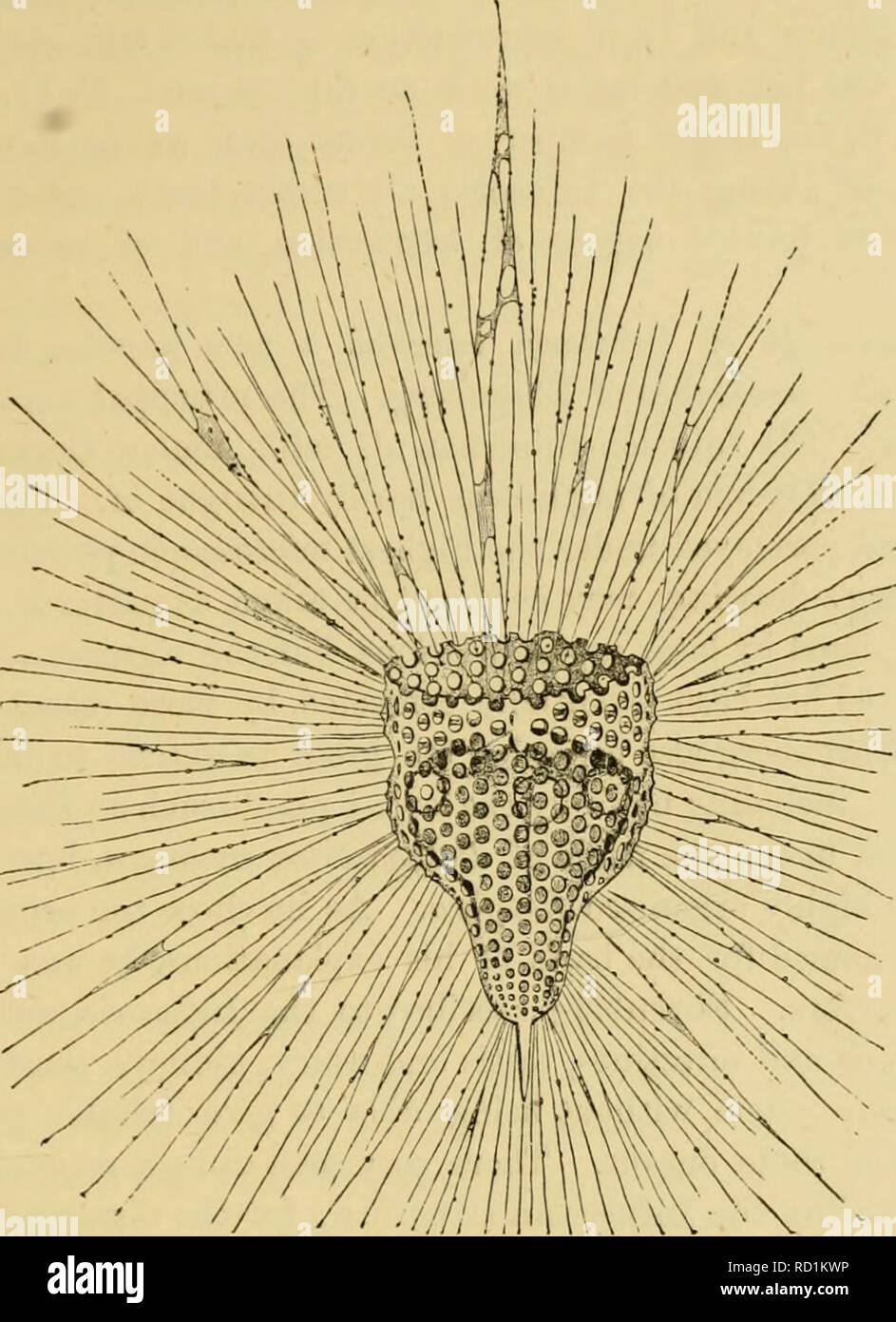 . Elementary text-book of zoology, general part and special part ...