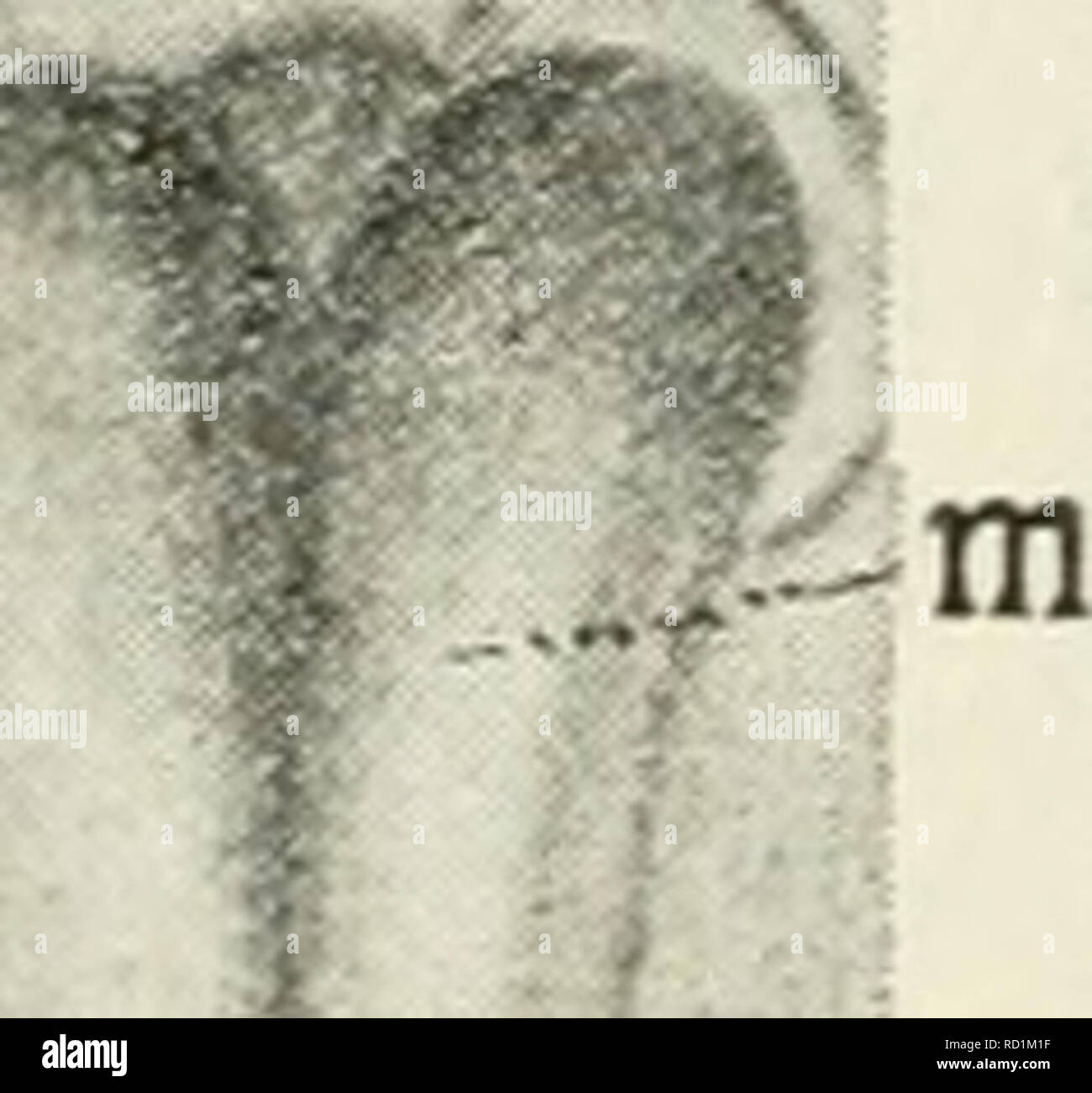 Page 3 M Ht High Resolution Stock Photography And Images Alamy Page 3 M Ht High Resolution Stock Photography And Images Alamy